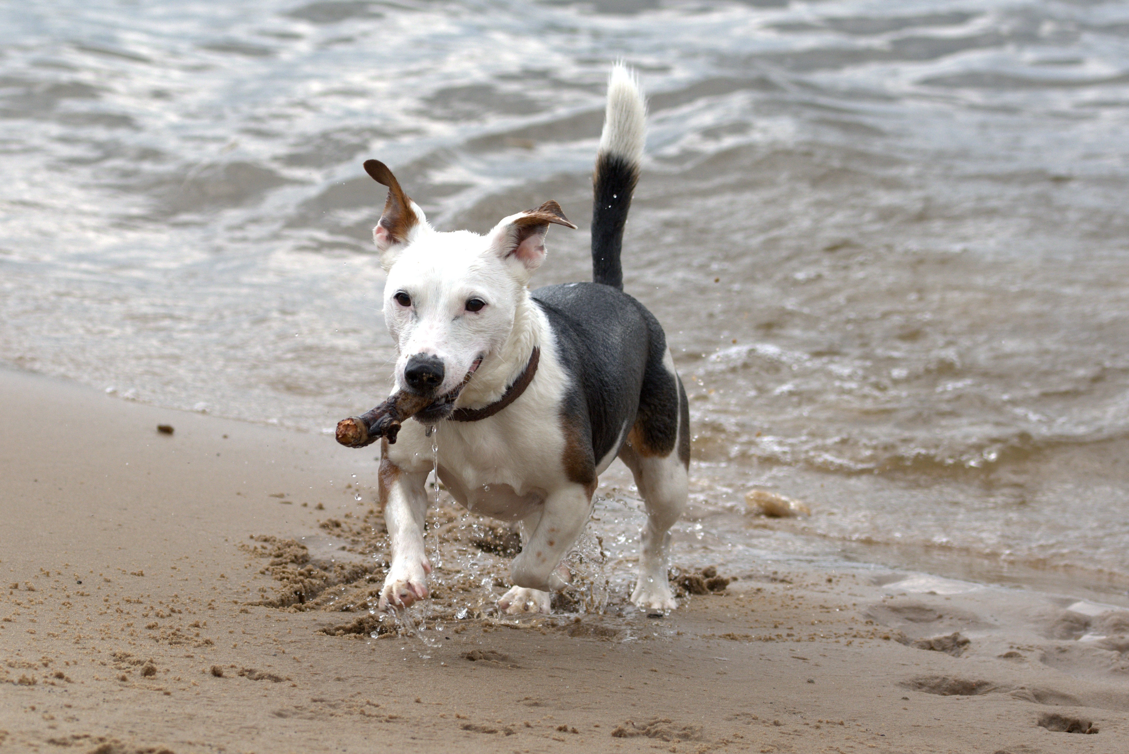 mammal, 4K, weser, vertebrate, one animal, no people, pets, wet dog, sand, domestic animals, running, canine, animal themes, terrier, race, land, jack russell, HD Wallpaper