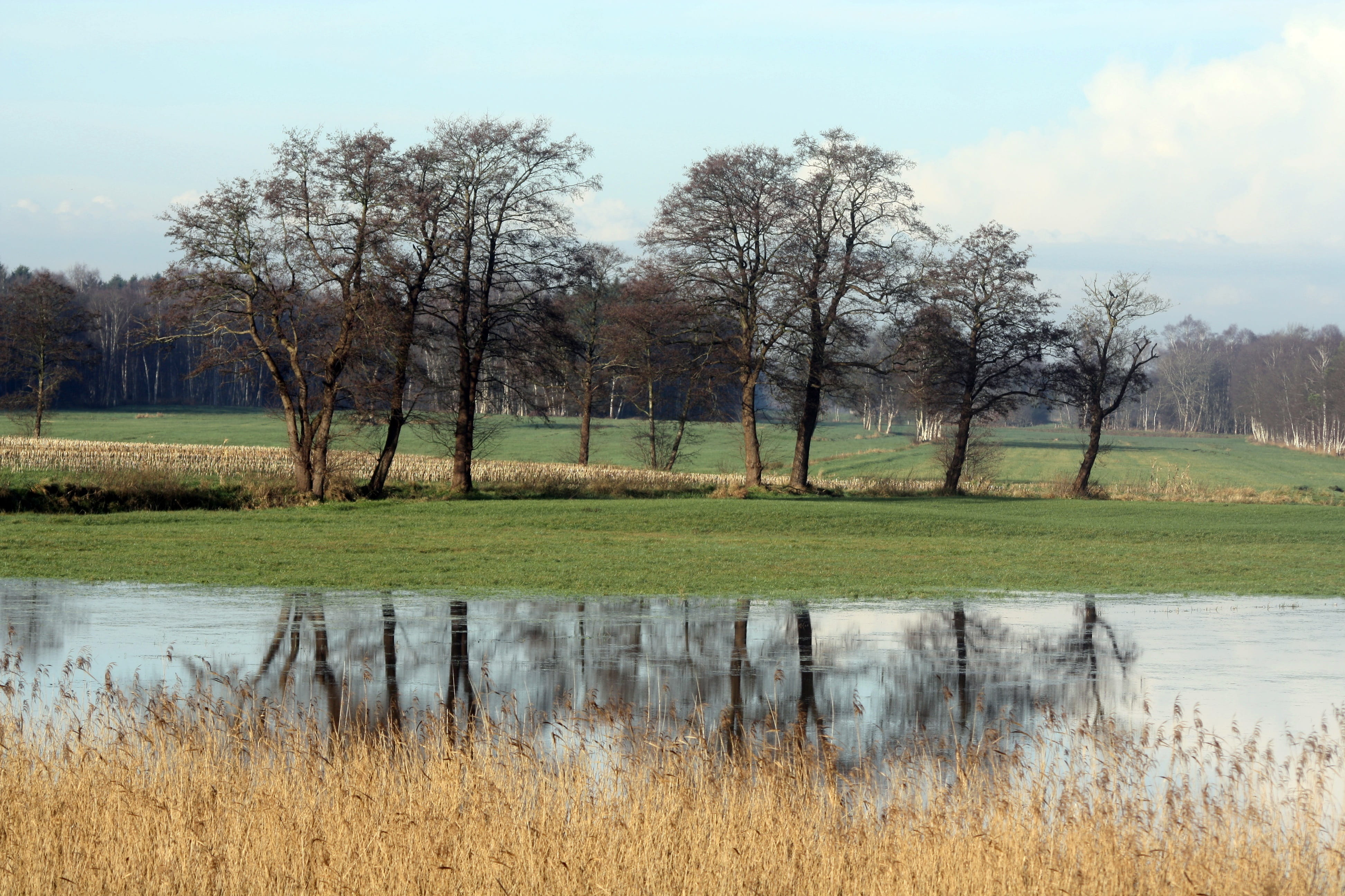landscape, day, plant, vörder lake, tree, reflection, grove, oste, bare tree, outdoors, sky, no people, grass, mirroring, environment, water, tranquil scene, HD Wallpaper