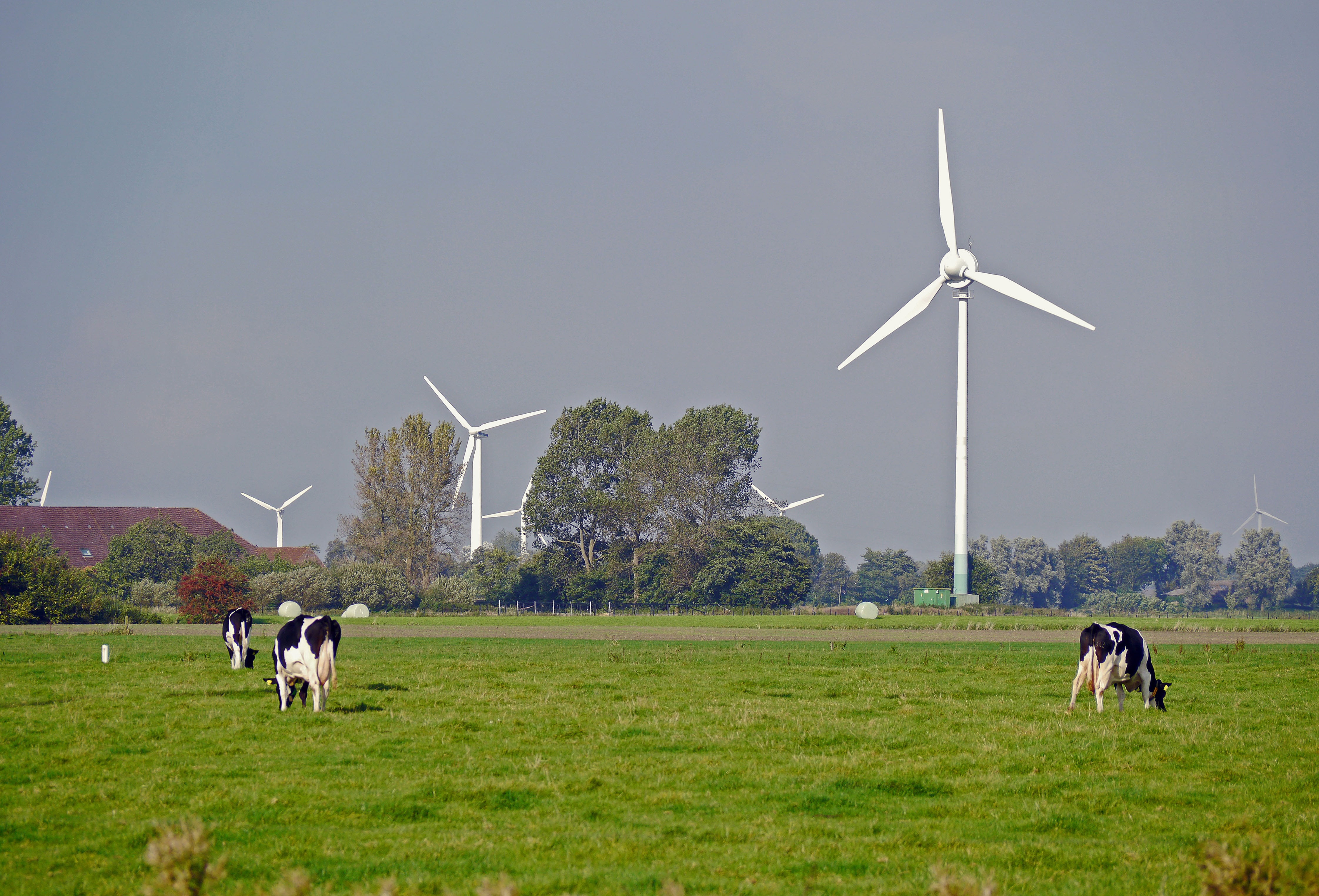 white, plant, nature, sustainable resources, germany, 4K, coast, green, land, pets, windräder, power in nature, turbine, animal, sky, wind energy, field, HD Wallpaper