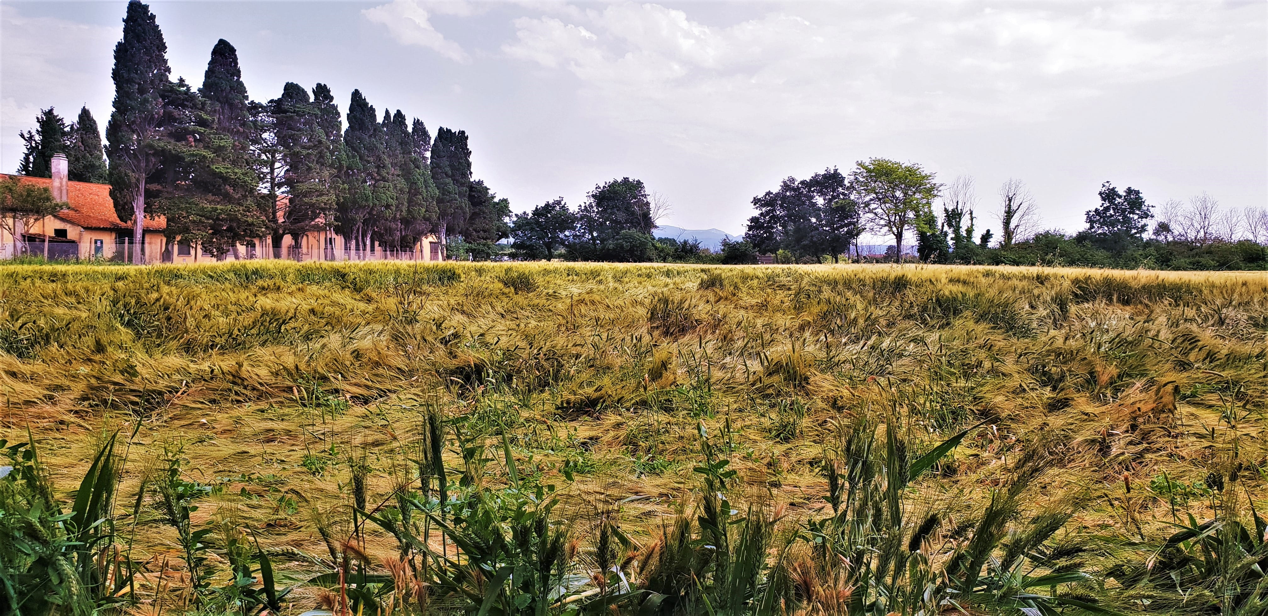 plant, cloud - sky, land, landscape, scenics - nature, summer, no people, tree, tranquility, clouds, non-urban scene, panorama, tuscany, idyll, grass, day, HD Wallpaper
