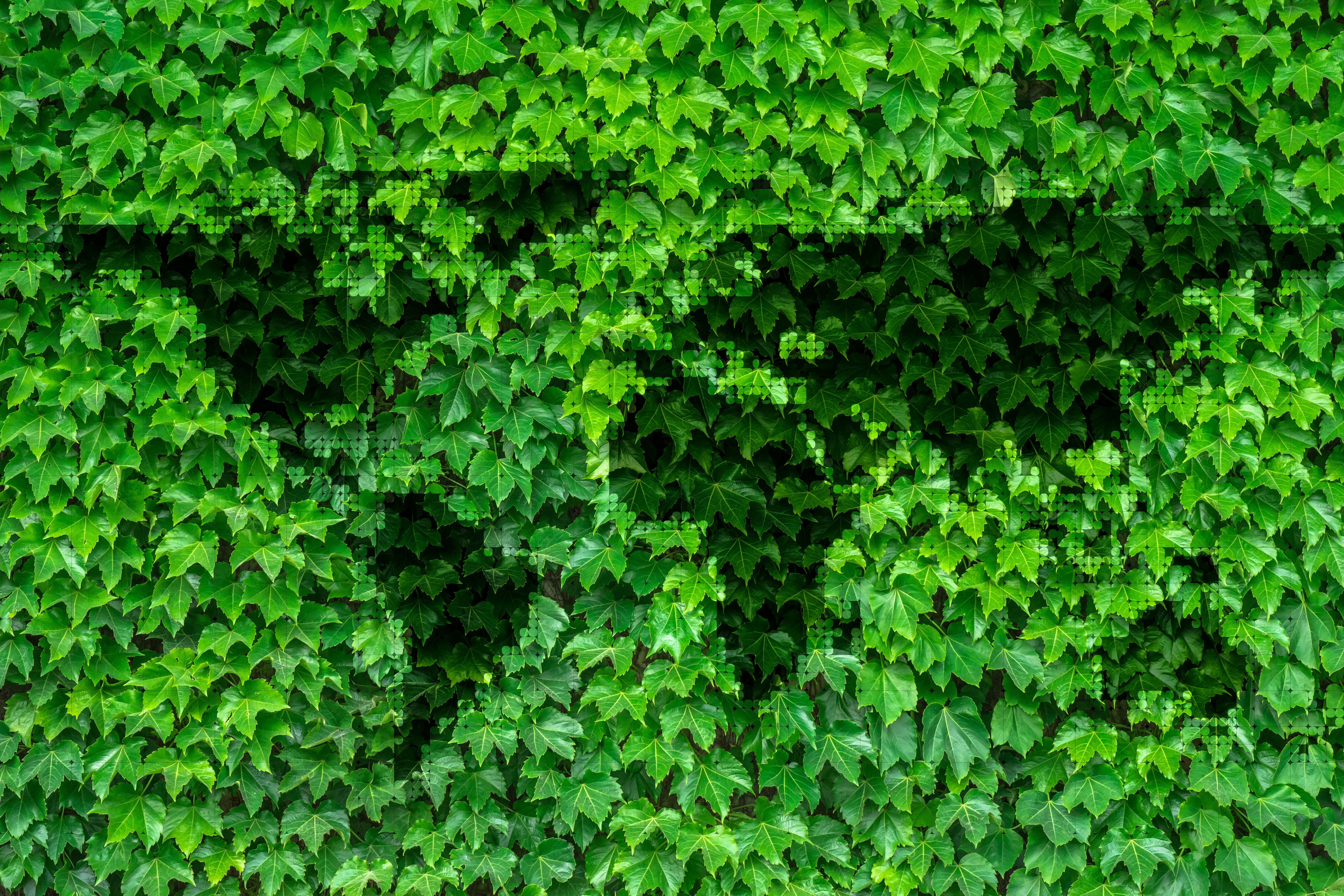 full frame, bio, map, environmental protection, lush foliage, earth, high angle view, outdoors, international, green, eco, country, freshness, plant part, HD Wallpaper