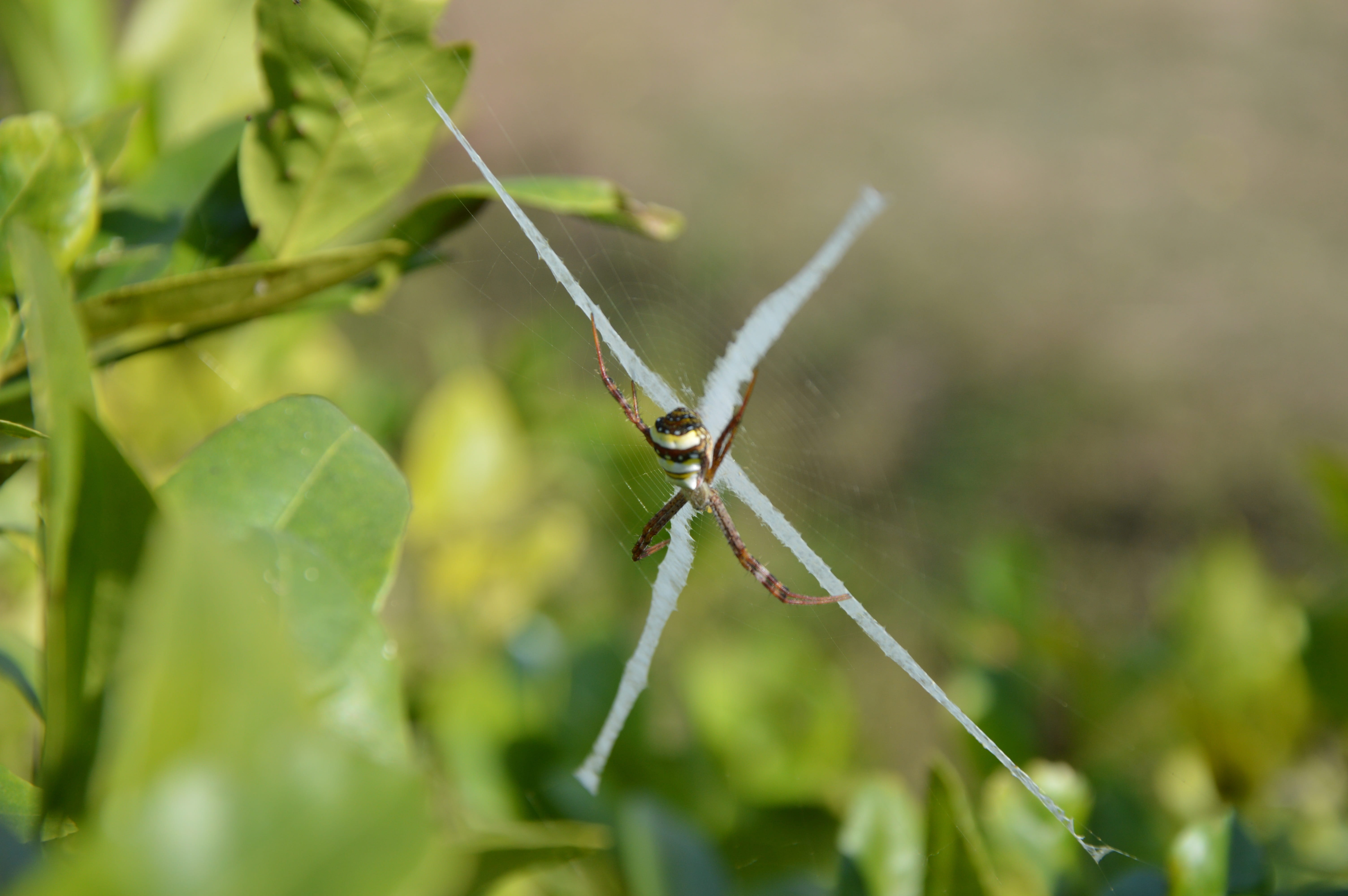 grass, planet, global, green color, asian, world, animals in the wild, animal leg, protection, light, focus on foreground, photo, ecology, natural, insect, HD Wallpaper