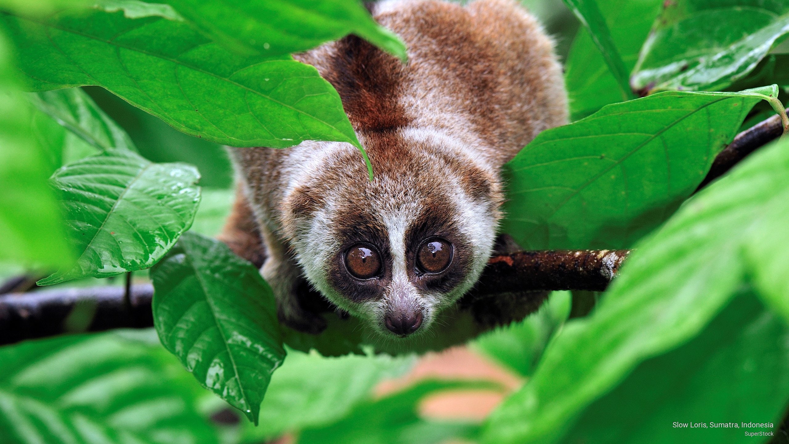 2K, slow, sumatra, Animals, indonesia, loris, HD Wallpaper