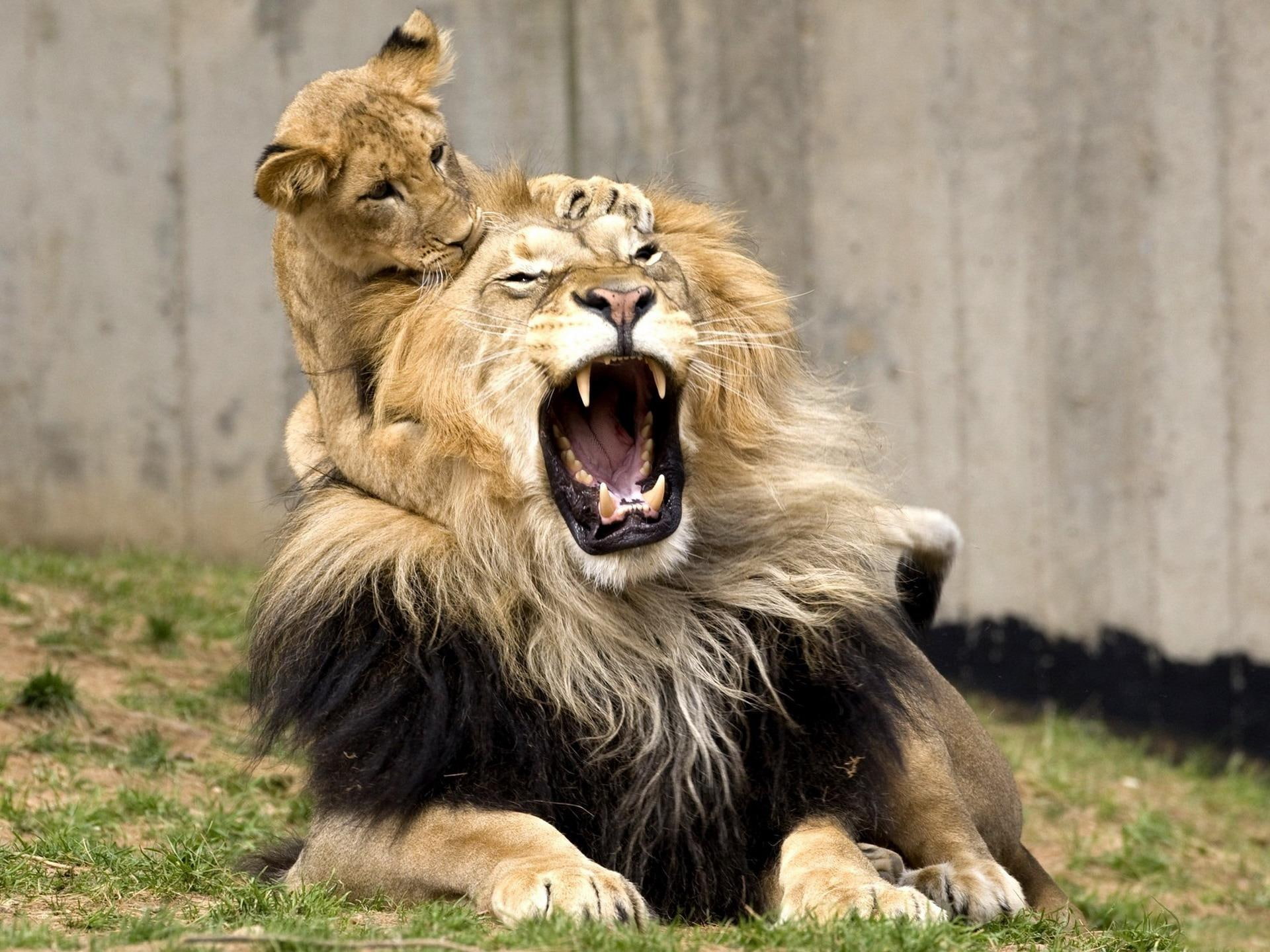 animal, snow, dont, 1080P, animals, big cats, tiger, play, wanna, sumatra, desktop, angry cat, HD Wallpaper