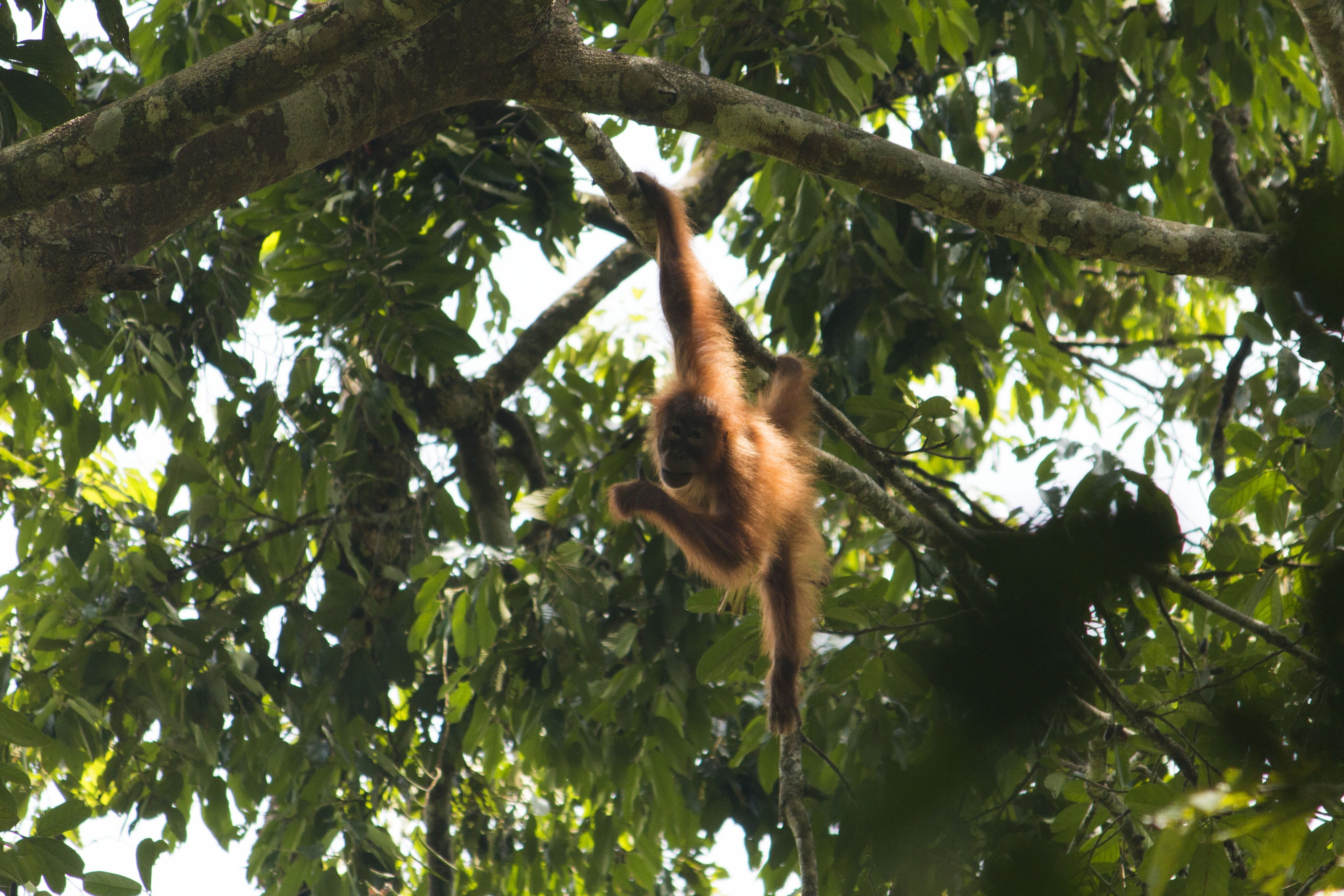 monkey, plant part, nature, animals in the wild, borneo, plant, orangutan, one animal, orang utan, branch, endangered, tree, 4K, ketambe, sumatran, no people, HD Wallpaper