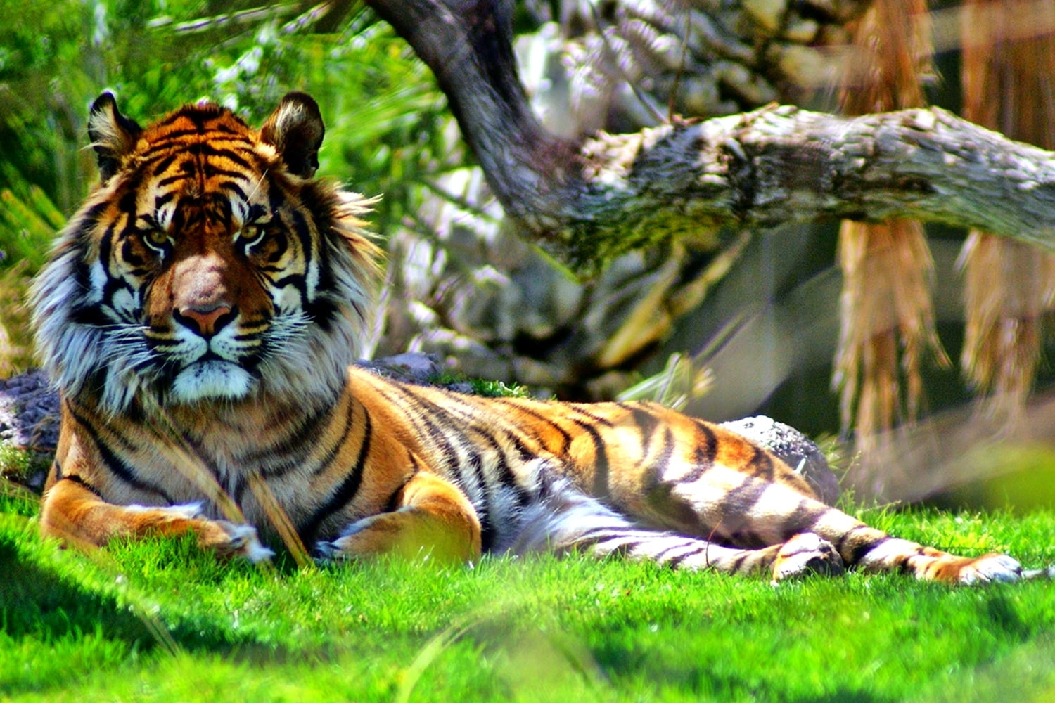Phoenix Zoo, panthera, grass, large  Game, fav, tigris, danger, natural, Endangered Species, 720P, field, wildlife, Brilliant, bengal Tiger, pre*Game, HD Wallpaper