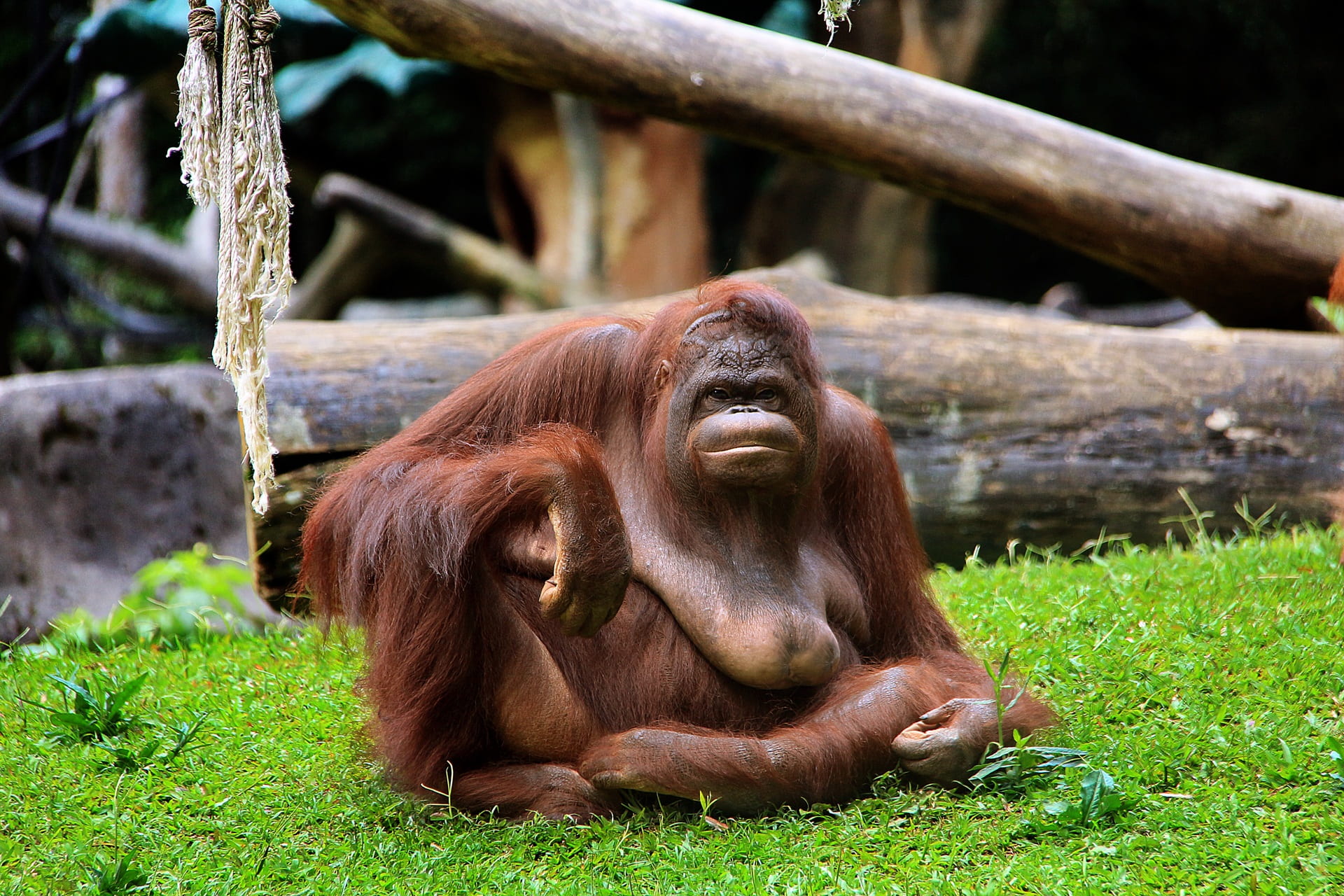 relaxation, animals in the wild, sumatra, tree, wild, people, animals in captivity, mammal, animal, primate, vertebrate, animal wildlife, outdoors, grass, HD Wallpaper
