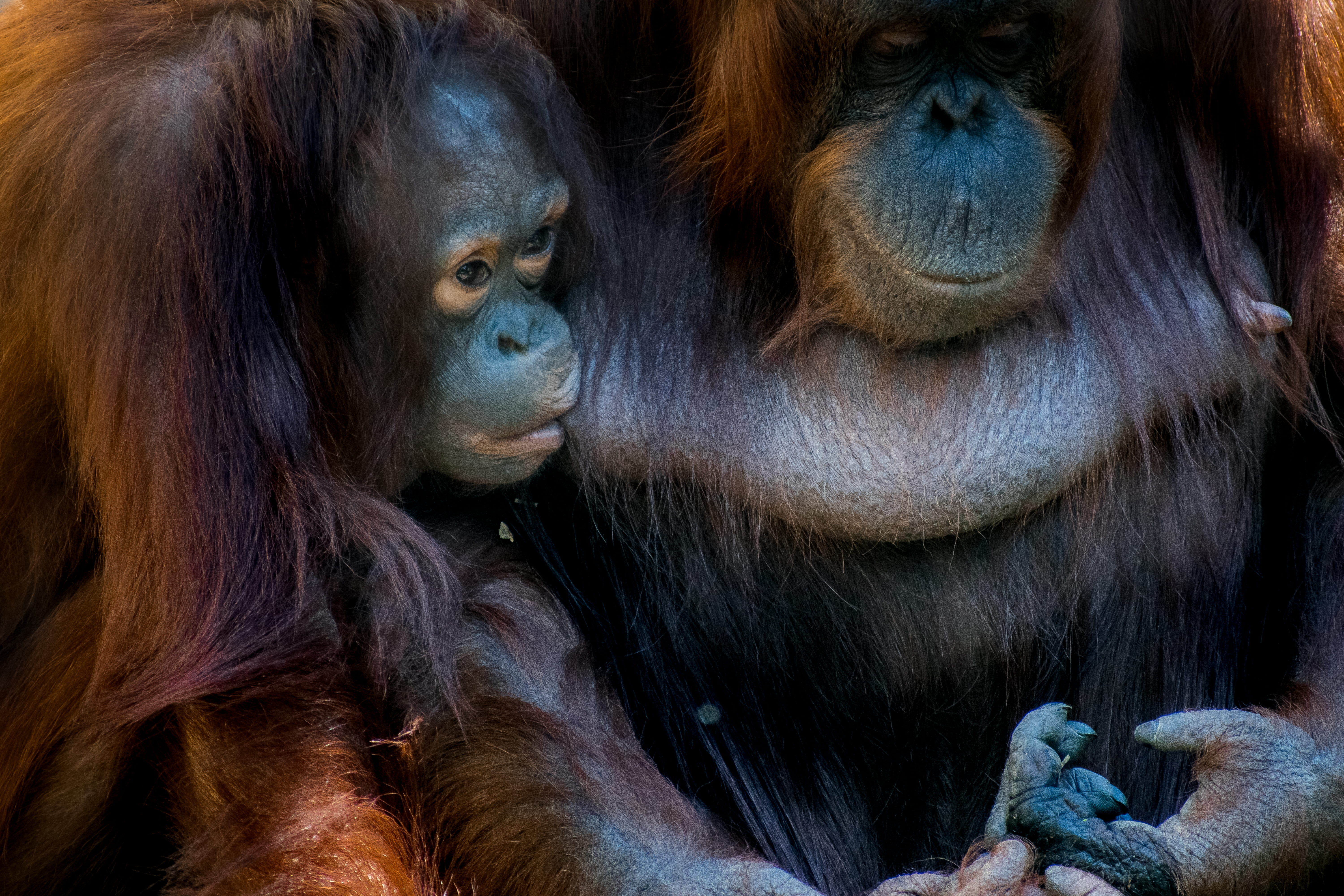 wildlife, 5K, island of Borneo, mother, primate, one Animal, portrait, orangutan, wild, two, ape, nurse, orang-utan, relaxing, close-up, baby, mammal, HD Wallpaper
