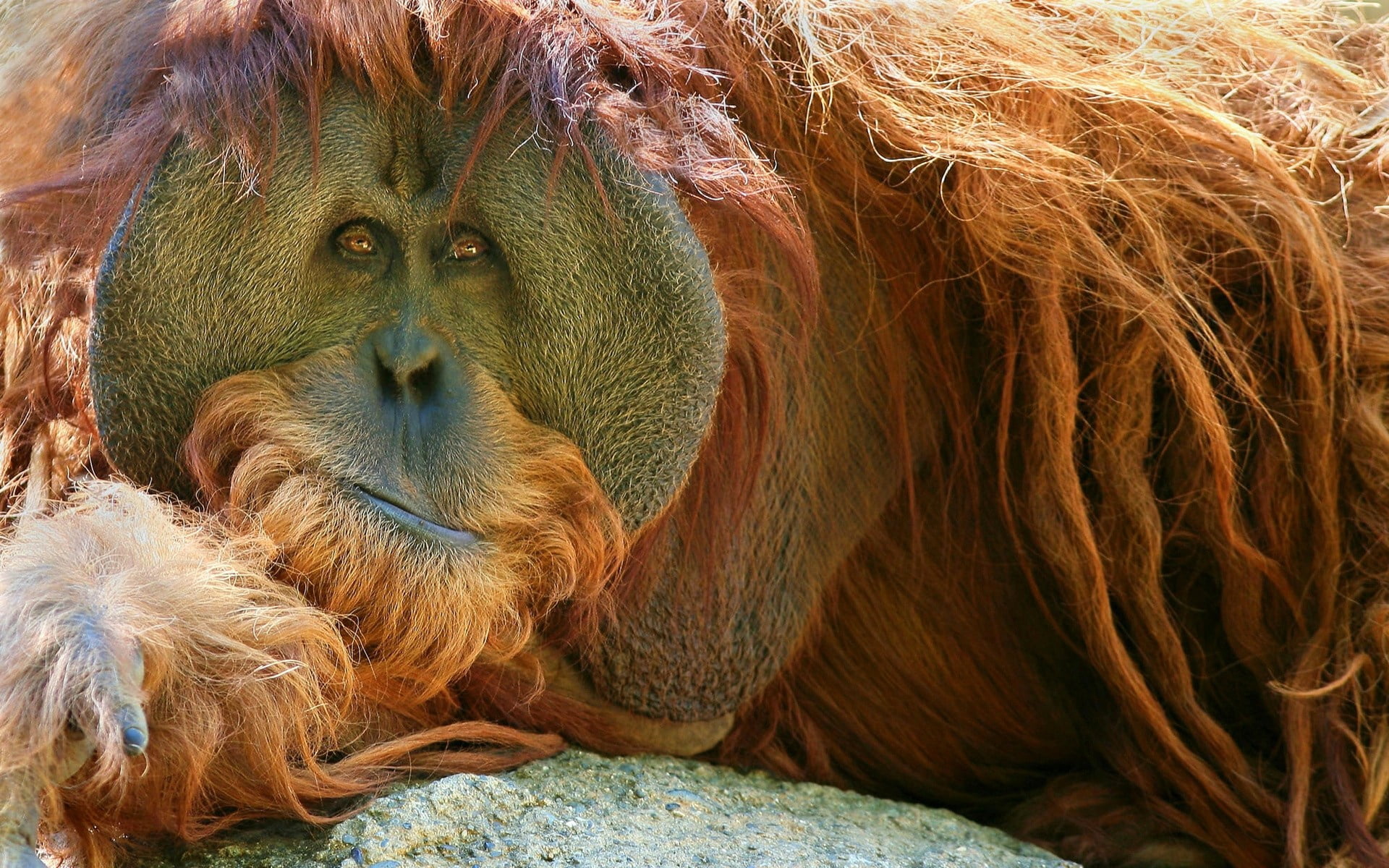 pensive, wildlife, portrait, relaxation, animal wildlife, endangered Species, close-up, hairstyle, tropical Rainforest, outdoors, animals In The Wild, one Animal, HD Wallpaper