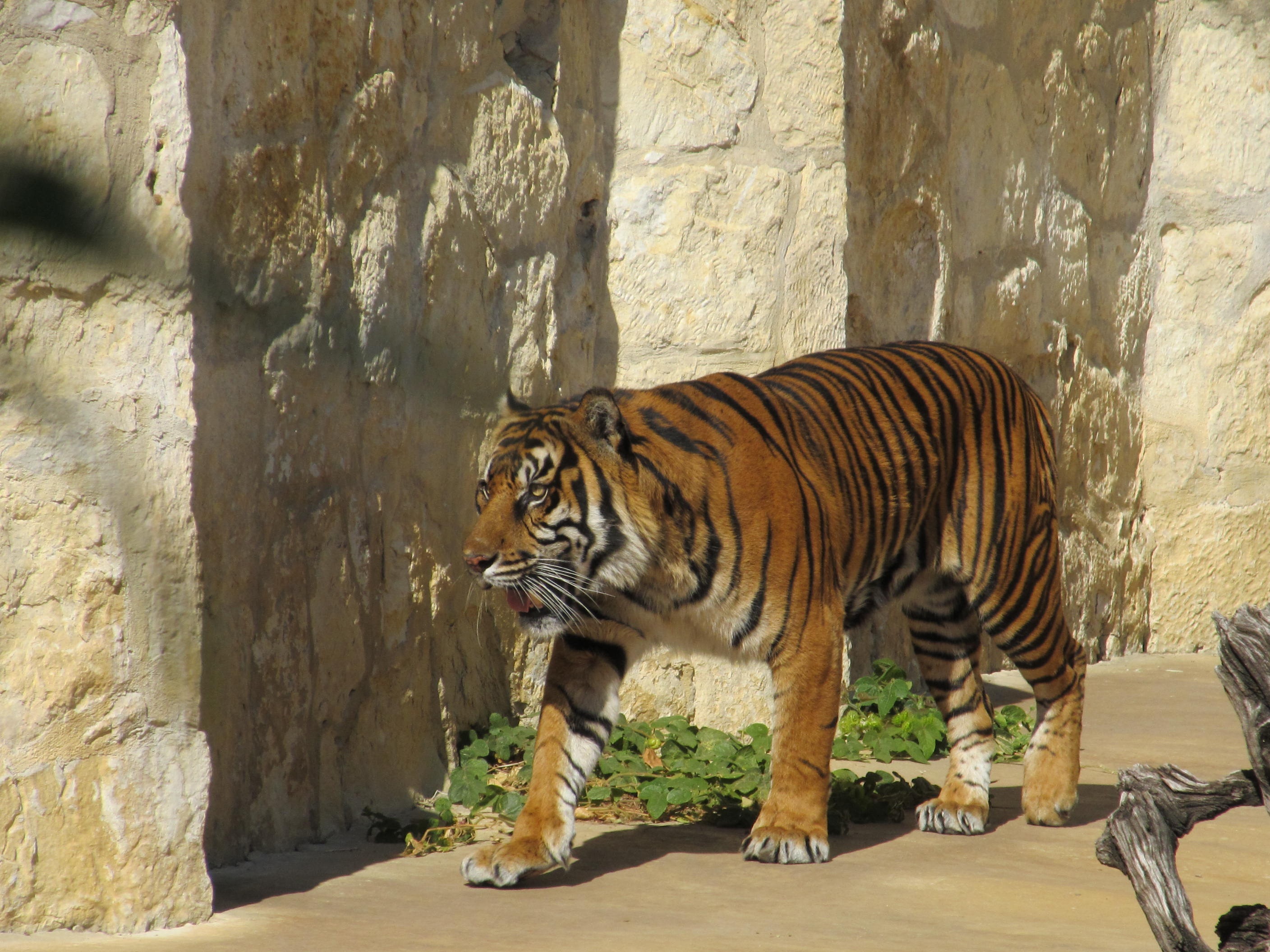 nature, animal, feline, sumatran tiger, vertebrate, no people, 2K, endangered species, one animal, animal themes, sumatra, stripes, mammal, zoo, outdoors, HD Wallpaper