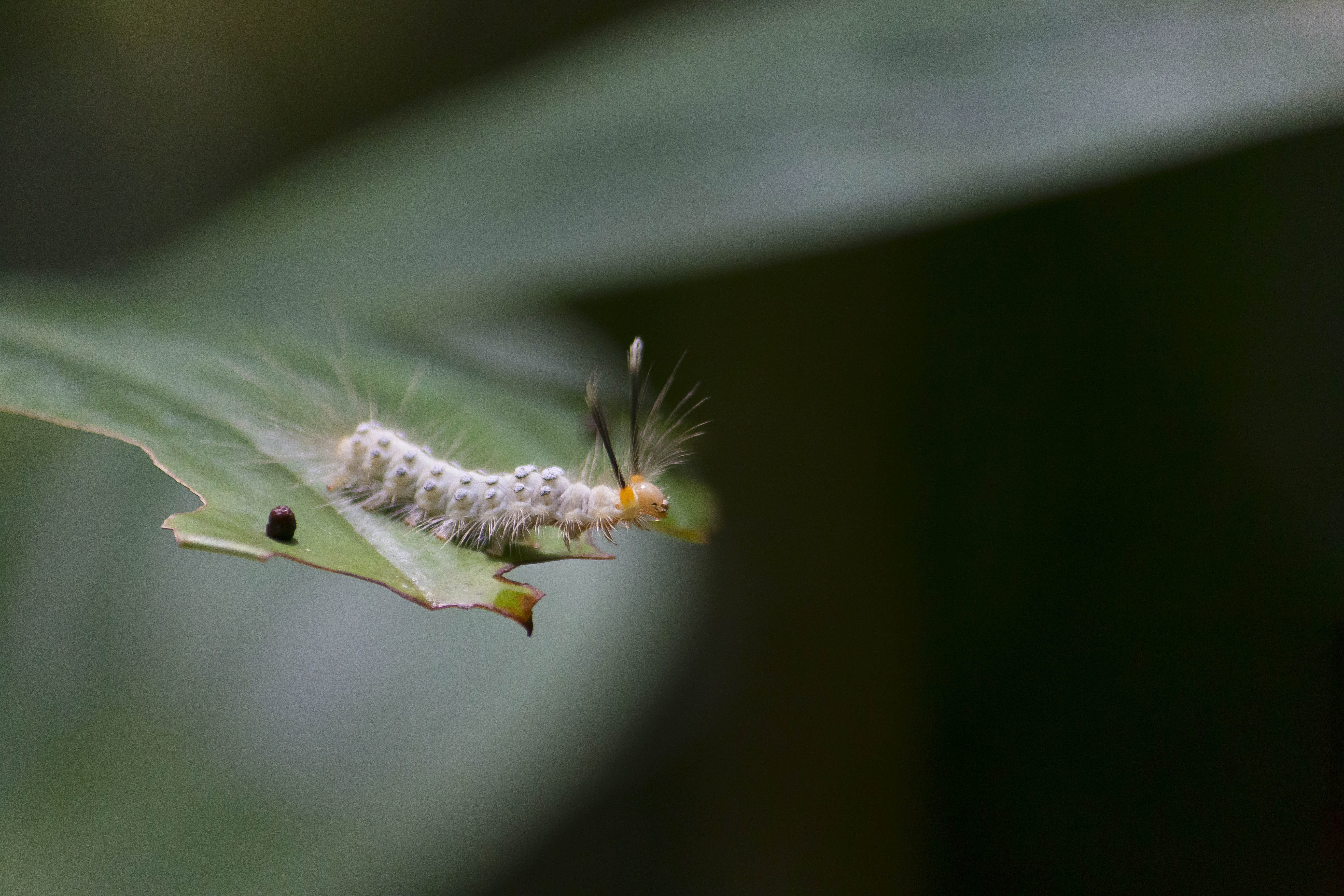 nature, butterfly, animals in the wild, animal, selective focus, bug, insect, sheet, animals, invertebrate, plant, leaf, focus on foreground, 5K, plant part, HD Wallpaper