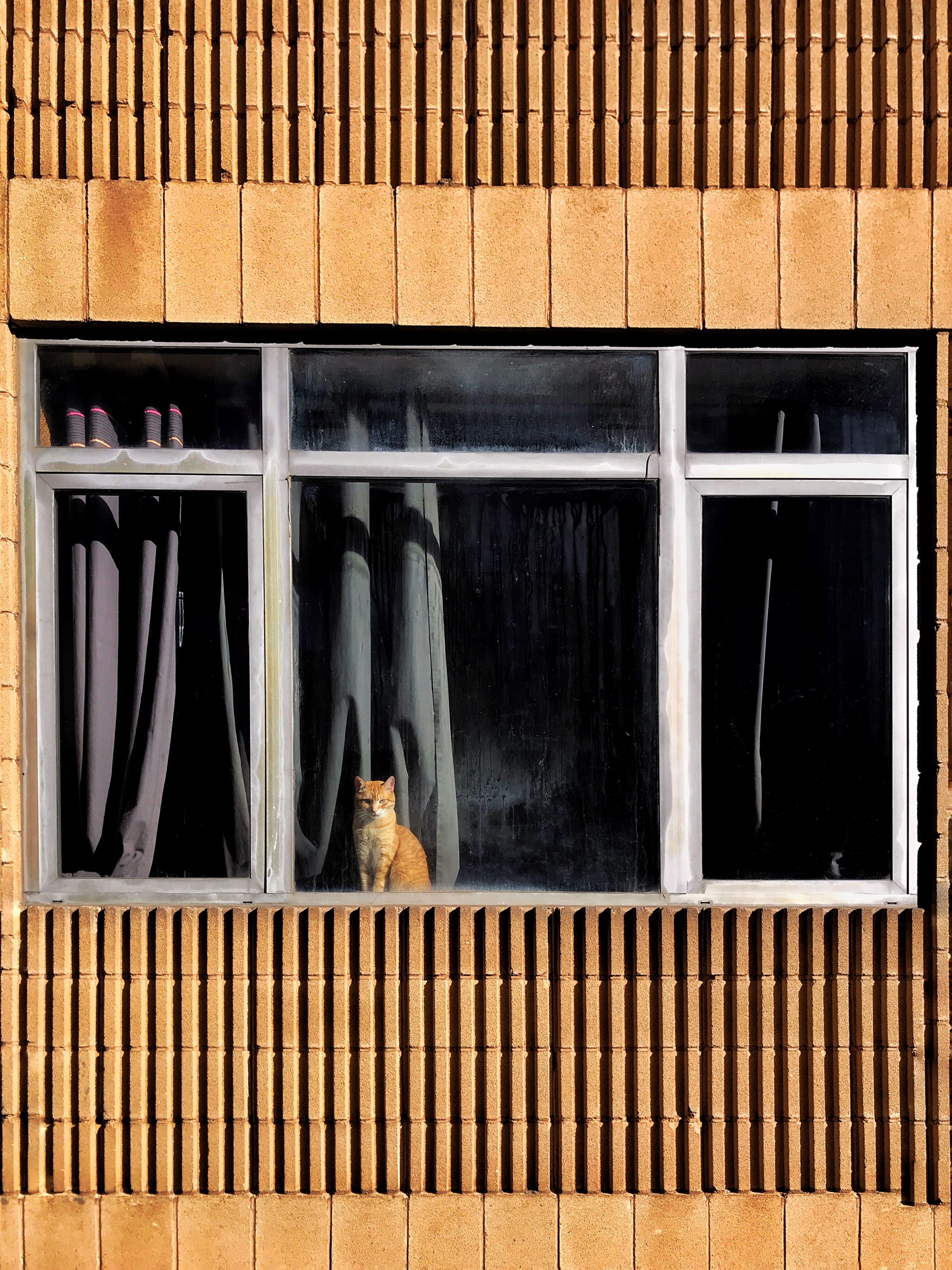 girl, vertebrate, woman, home decor, railing, apparel, animal, pet, orange, pets, clothing, day, standing, window shade, domestic cat, window, no people, Phone HD Wallpaper