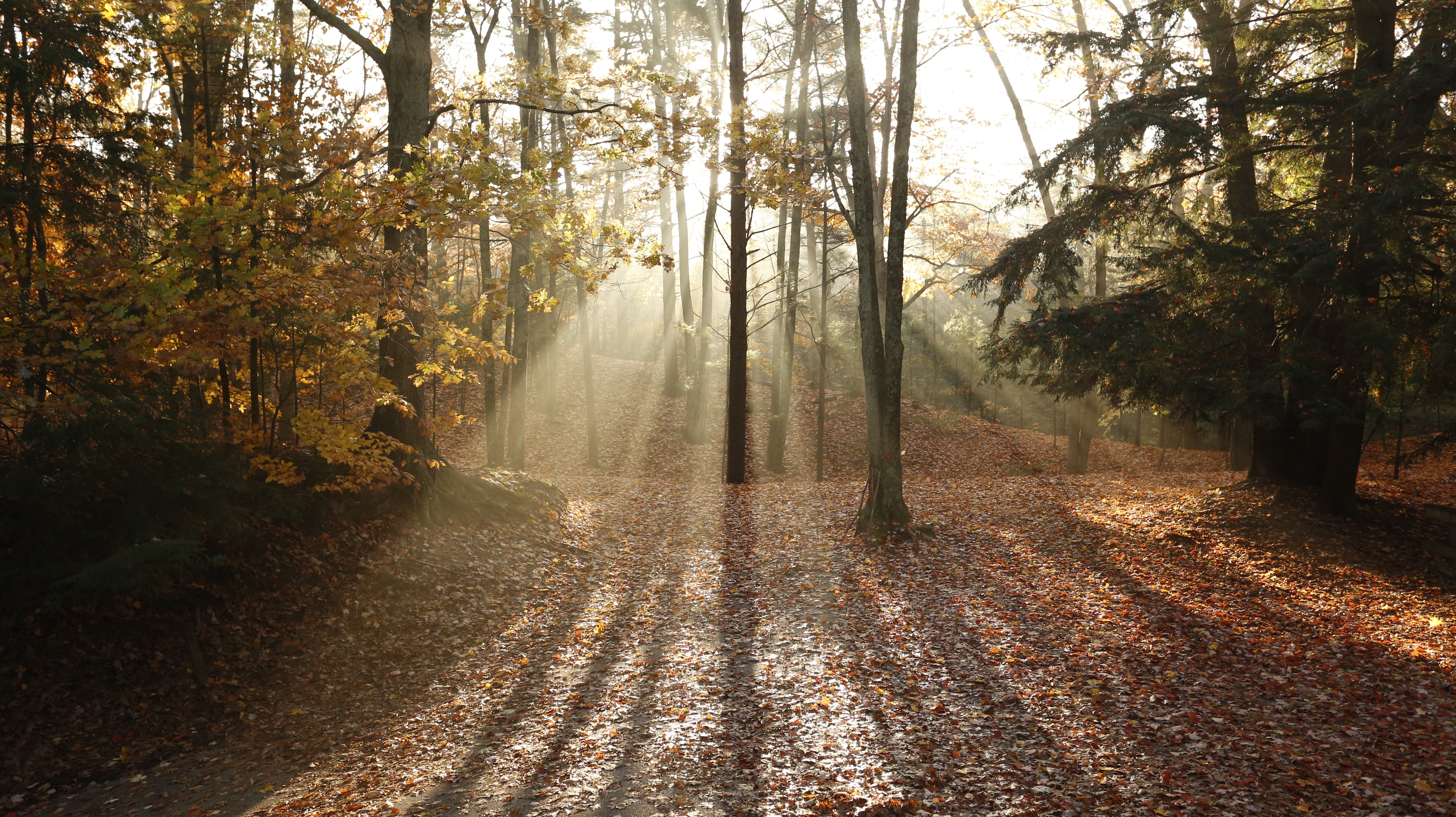 streaming, growth, tranquility, non-urban scene, autumn, trees, change, light shaft, tranquil scene, day, fall, idyllic, plant part, 5K, leaf, scenics - nature, HD Wallpaper