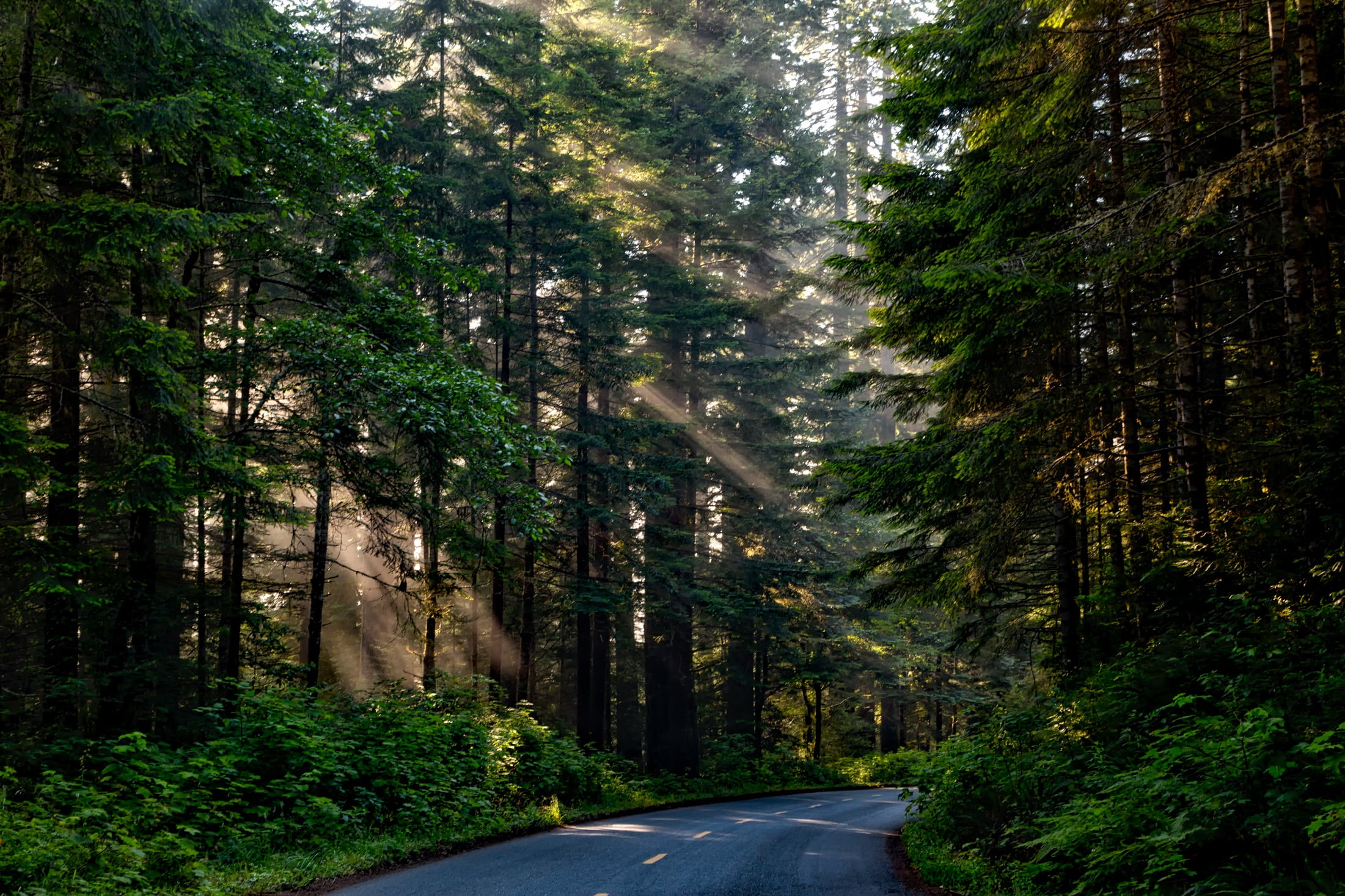 sign, outdoors, plant, sunlight, country, direction, growth, nature, redwoods, woodland, california, scenic, woods, forest, country road, trees, summer, HD Wallpaper