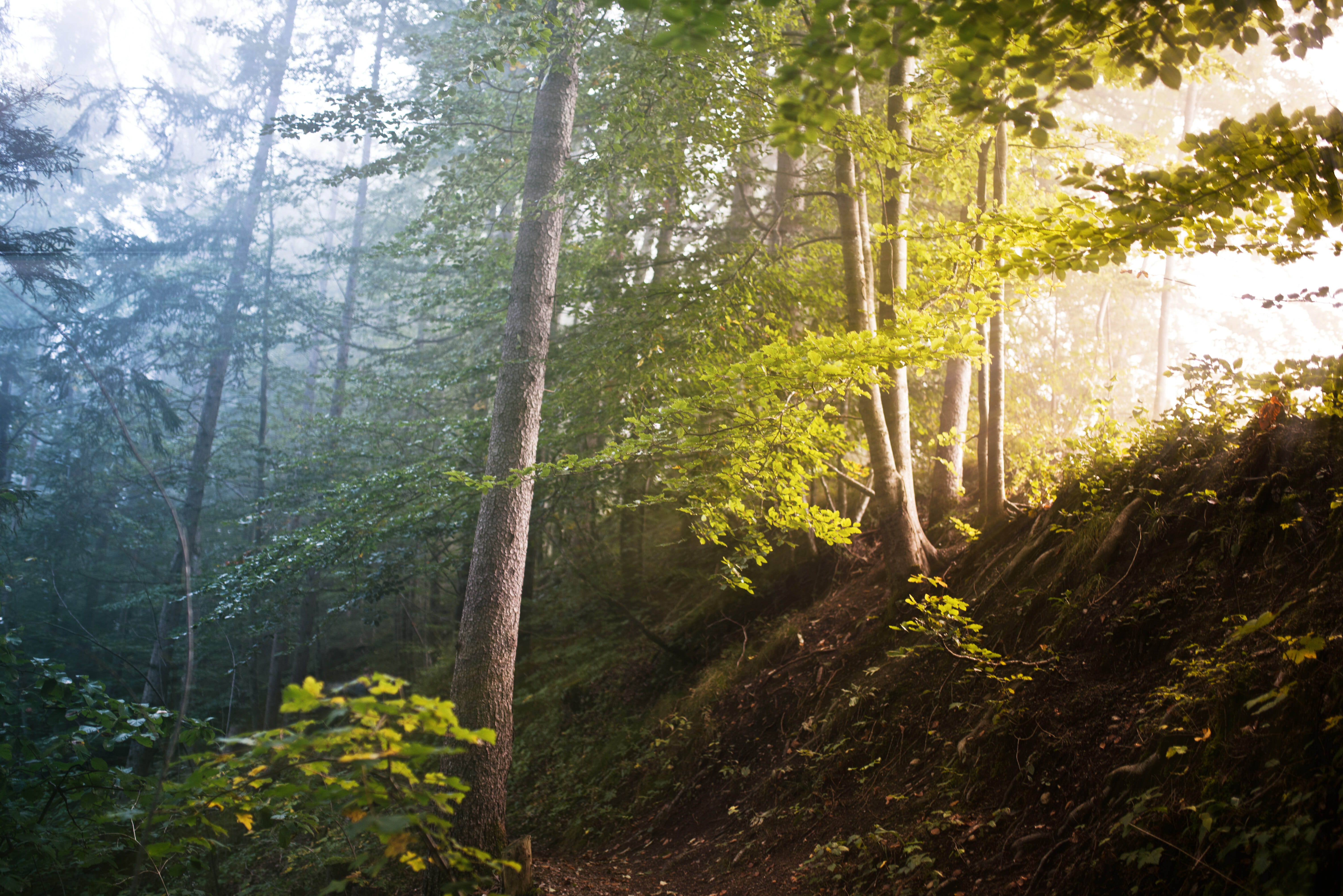 mist, day, pine woodland, sunbeam, streaming, tree trunk, outdoors, land, beauty in nature, green color, trees, nature, growth, tree, scenics - nature, HD Wallpaper
