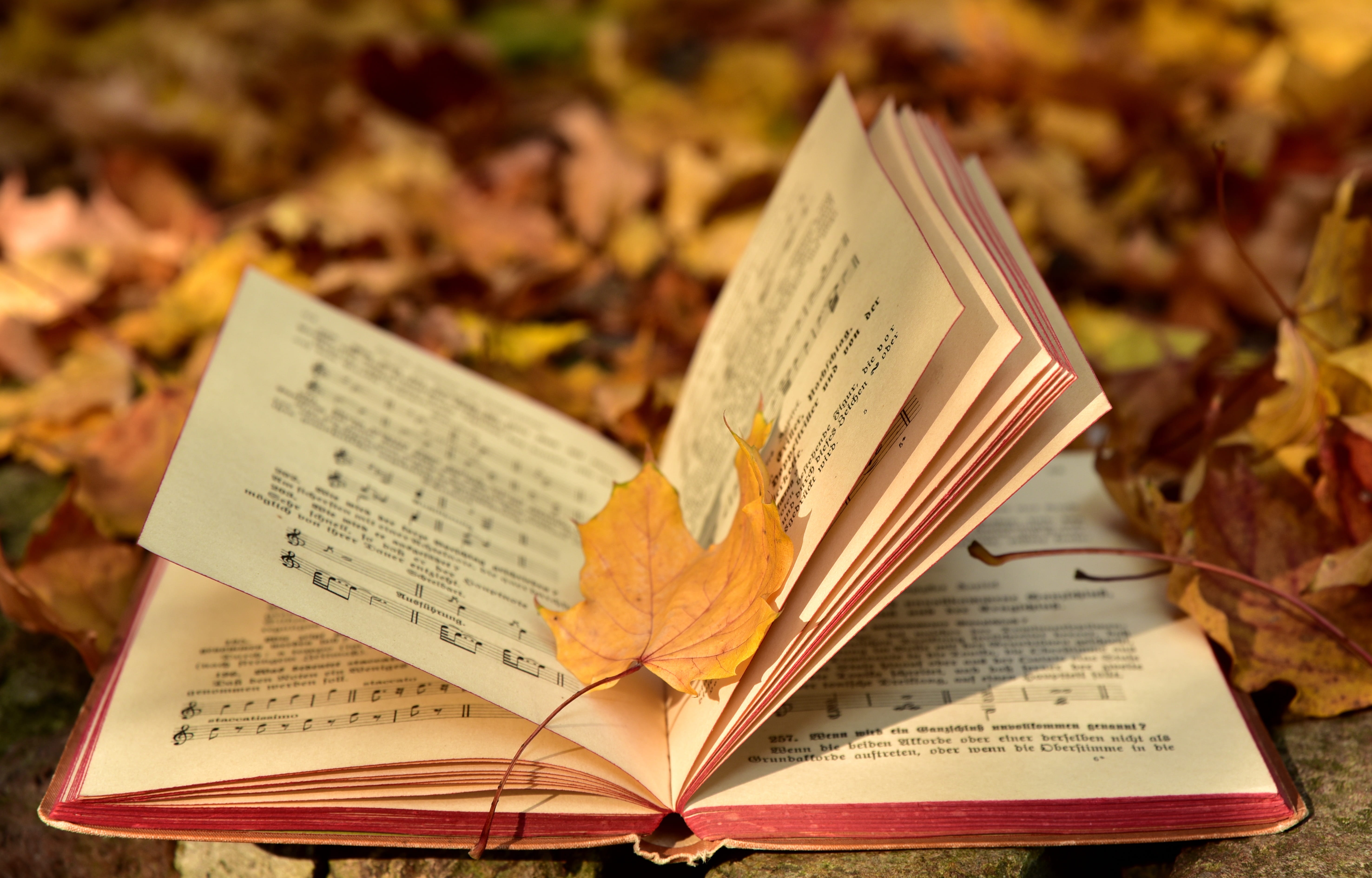 yellow, leaves, autumn, music, script, antiquariat, leaf, maple leaf, 5K, education, close-up, publication, plant part, book, fall foliage, open, change, HD Wallpaper