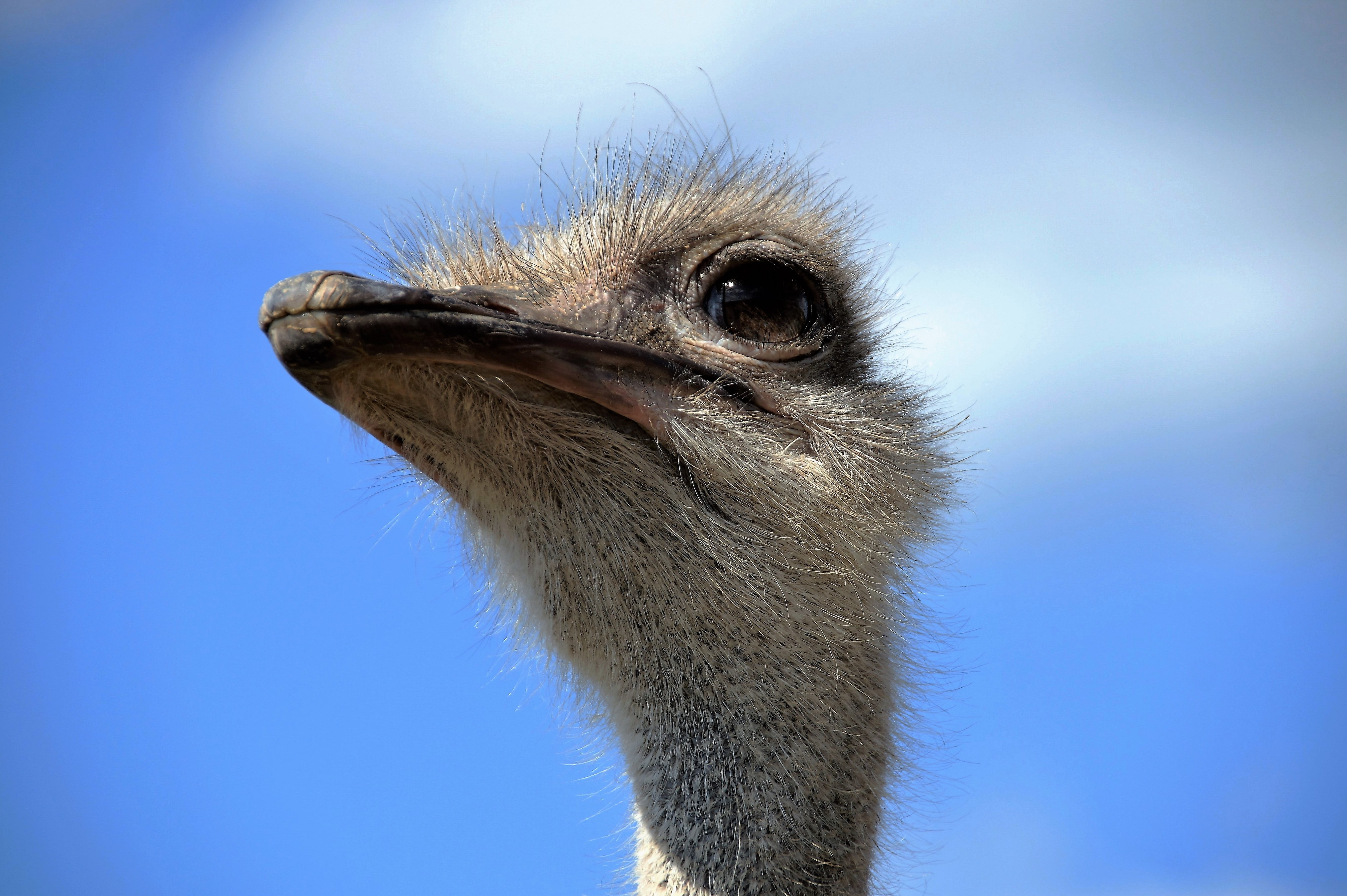 animals in the wild, animal, one animal, day, close-up, beak, ostrich, focus on foreground, animal wildlife, portrait, vertebrate, grimace, animal themes, HD Wallpaper