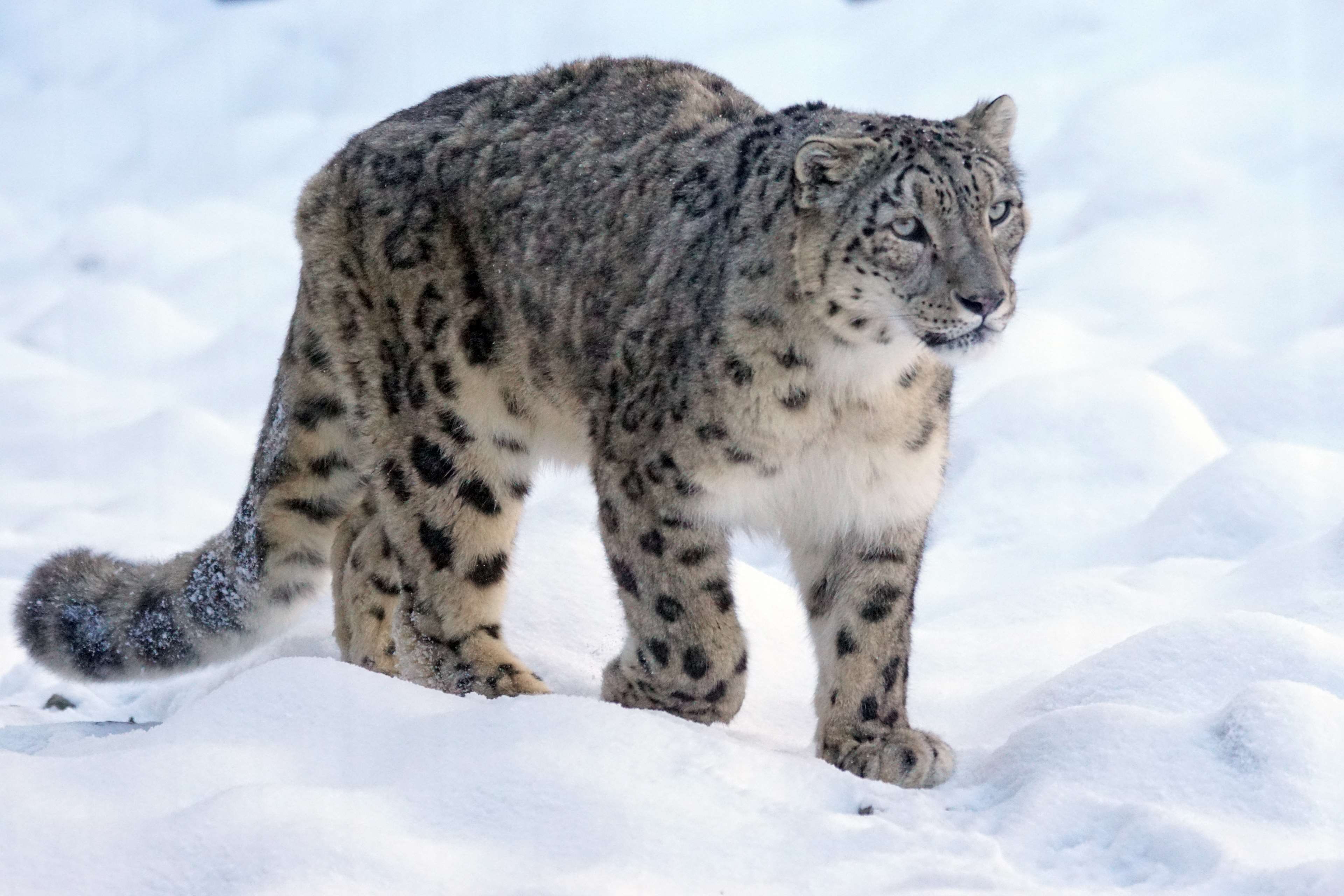 animal themes, carnivora, predator, vertebrate, big cat, snow leopard, domestic animals, animals in the wild, threatened, noble, cold temperature, animal, HD Wallpaper