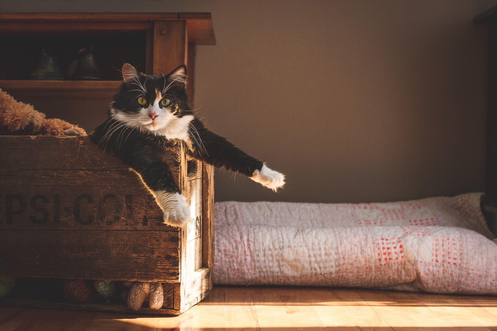 mammal, crate, vertebrate, looking at camera, animal, pets, no people, natural light, wood - material, domestic cat, animal themes, 1080P, cat, feline, HD Wallpaper