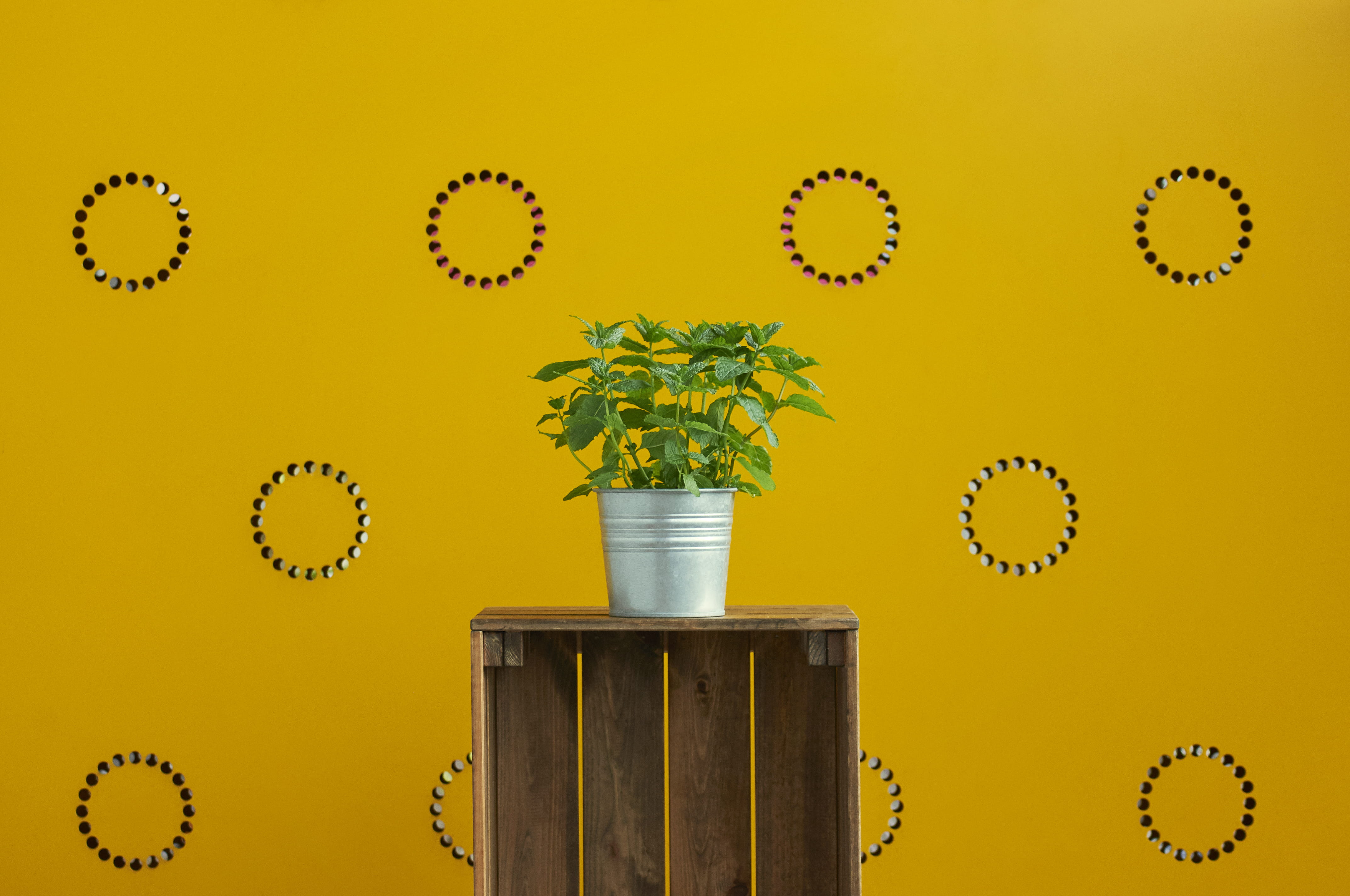 leaf, flower pot, furniture, bucket, wall - building feature, mint, green color, blossom, crates, plant part, container, no people, 4K, spring, metal, HD Wallpaper