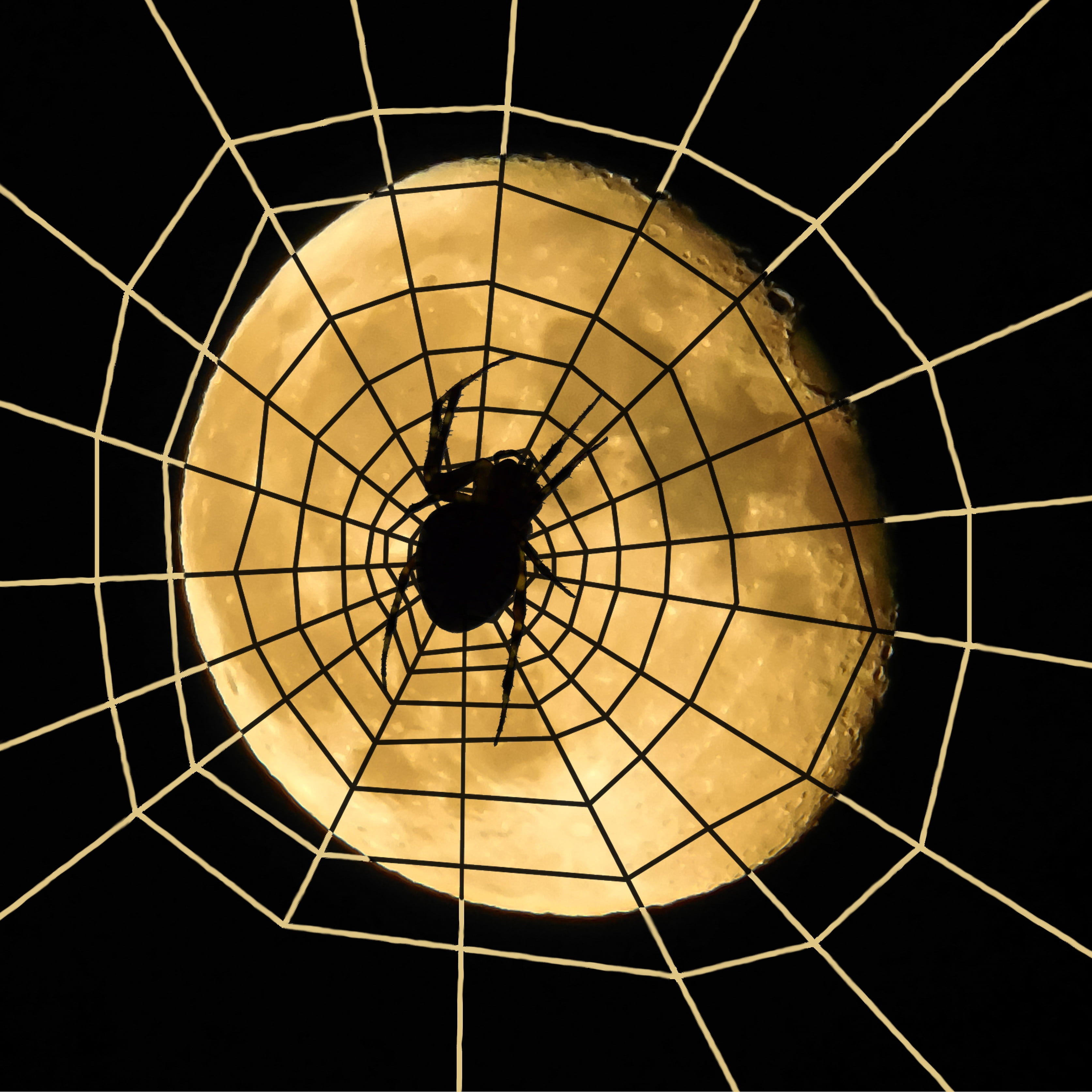 scary, weird, cobweb, directly below, spooky, spider, moon, silhouette, design, moonlight, nature, sky, circle, low angle view, gespenstig, halloween, cupola, Phone HD Wallpaper