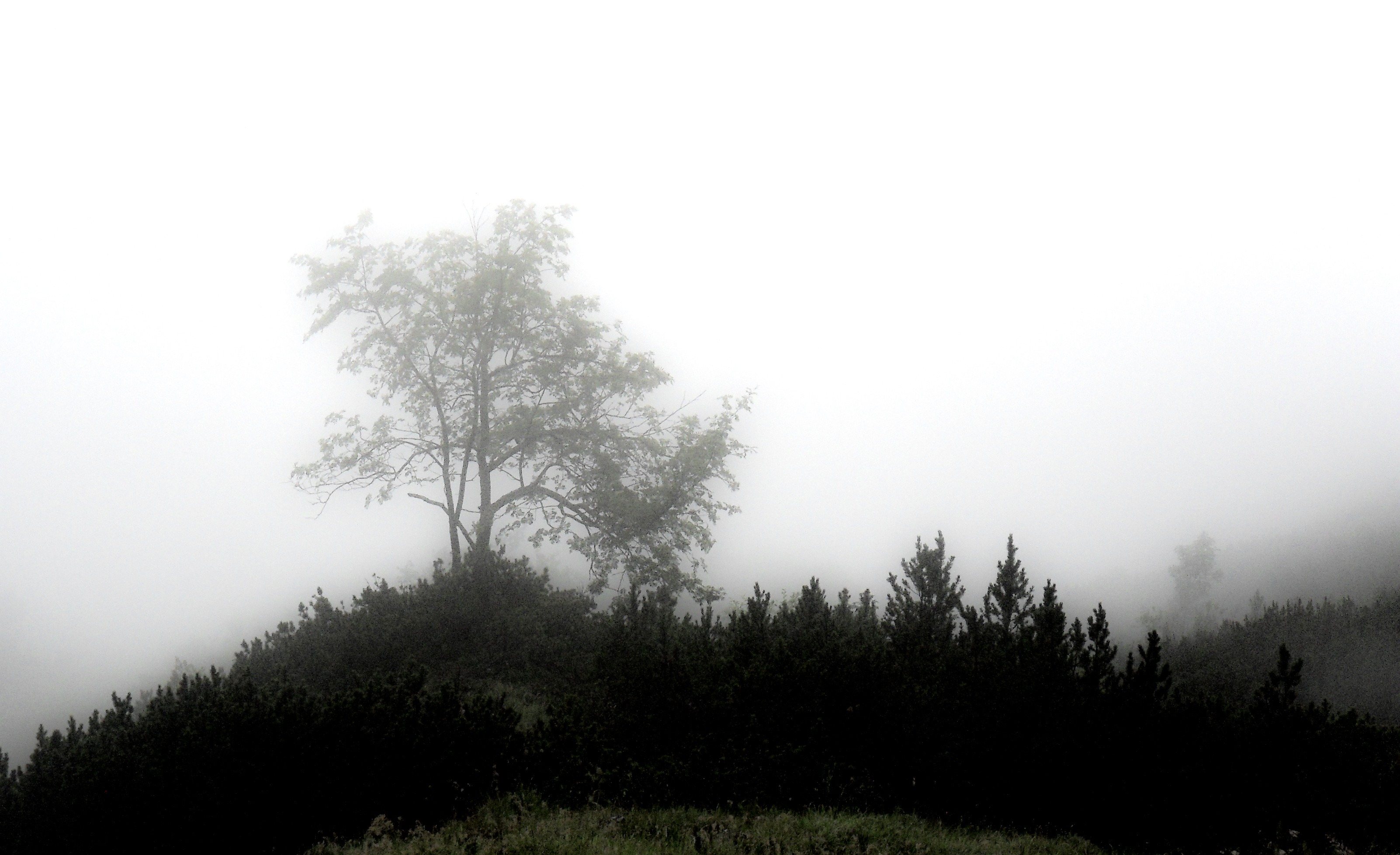 landscape, environment, outdoors, tranquil scene, mystical, mood, unterberg, no people, fog, day, tree, gespenstig, hazy, beauty in nature, non-urban scene, HD Wallpaper