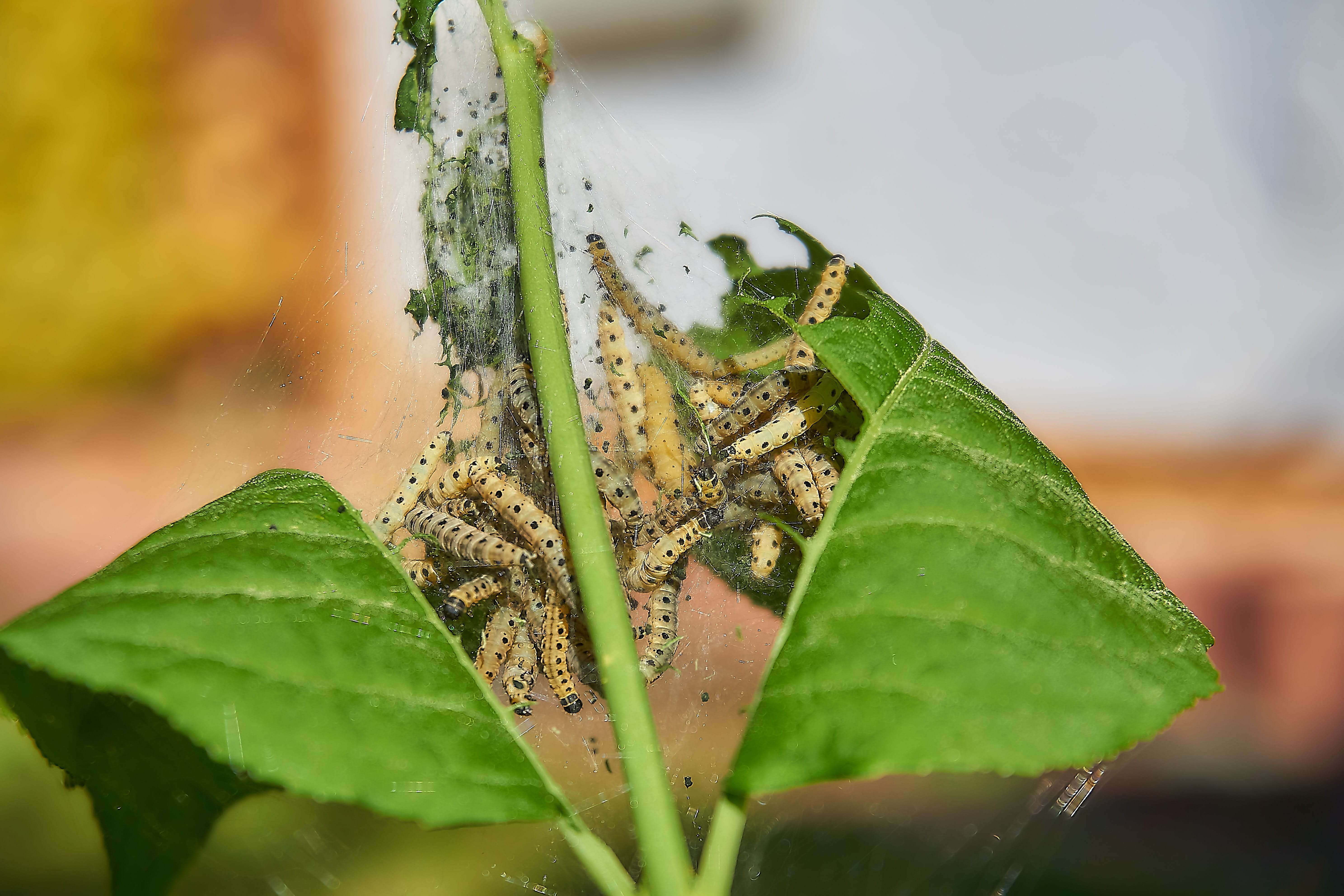 smith, creepy, green color, harmless, decoration, drop, bud moth, the course hang, may, water, jasmin, ermine, growth, landscape, web, leaves, motte, animals in the wild, HD Wallpaper