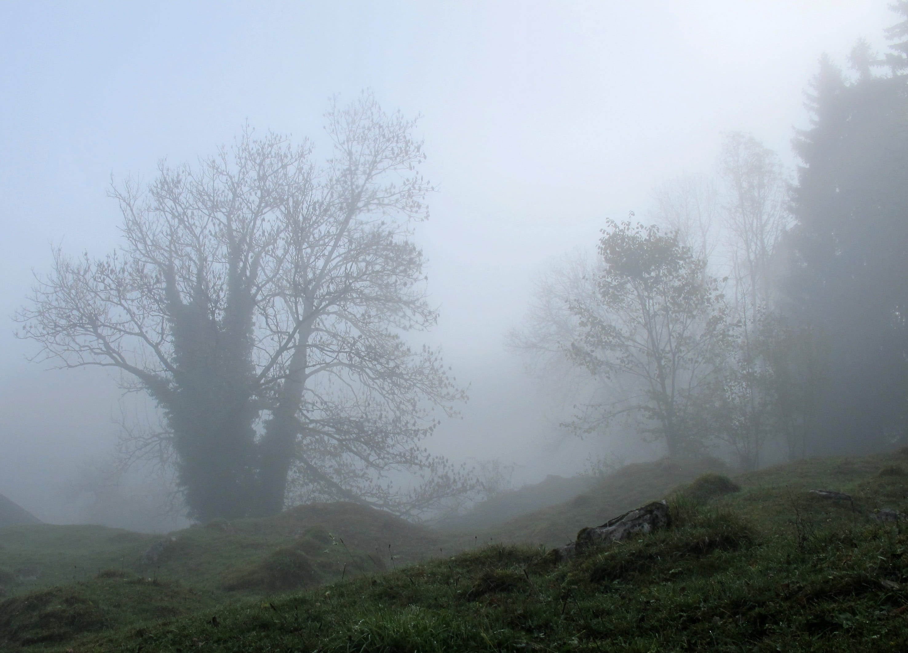 forest, day, Fog, scenics - nature, outdoors, nature, Trees, foggy, beauty in nature, tree, sky, environment, landscape, morning, autumn, tranquility, Mystical, HD Wallpaper