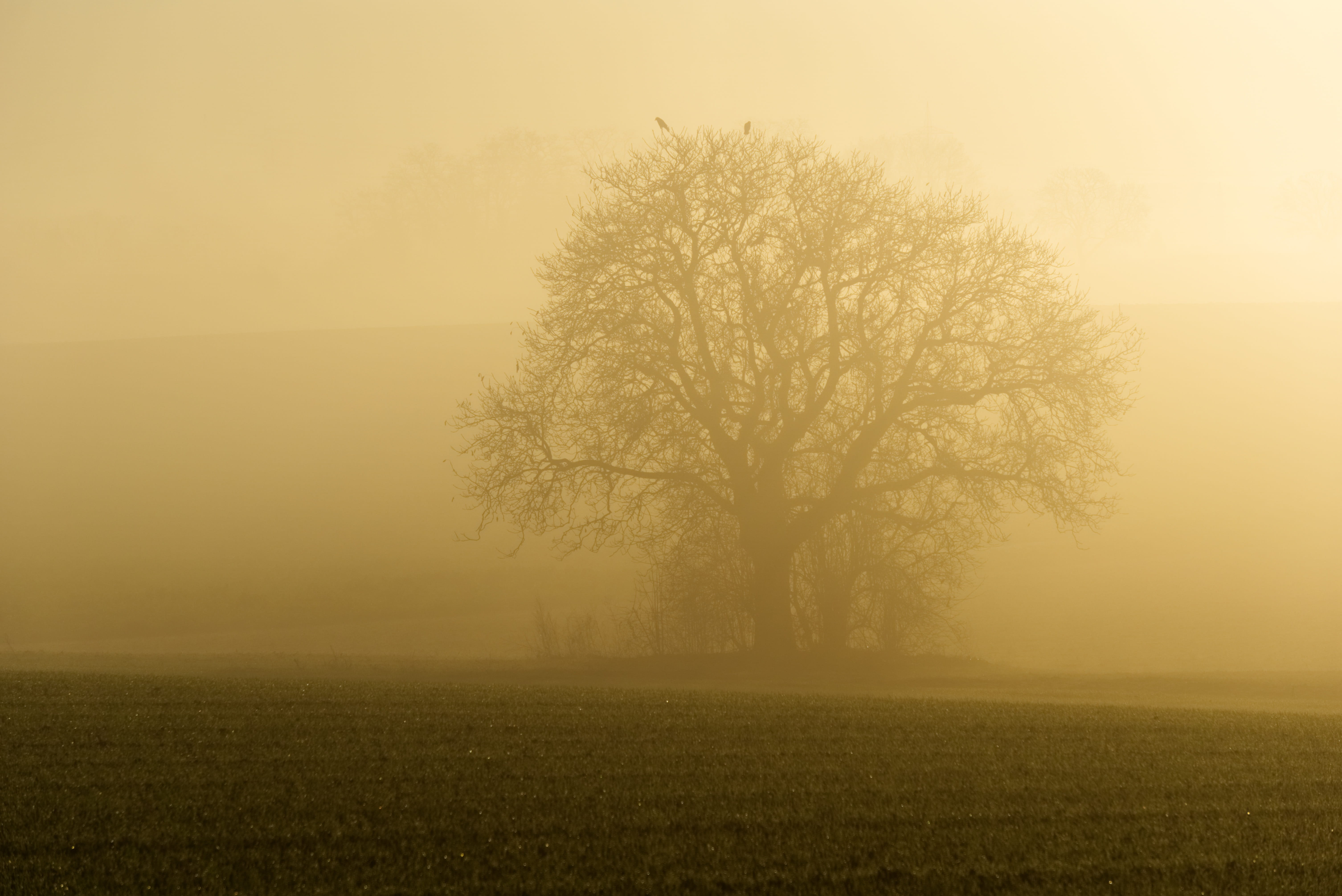 bird, sun, land, tranquility, light, fog, tree, mood, silhouette, 5K, trees, tranquil scene, environment, atmospheric, gespenstig, beauty in nature, hazy, HD Wallpaper