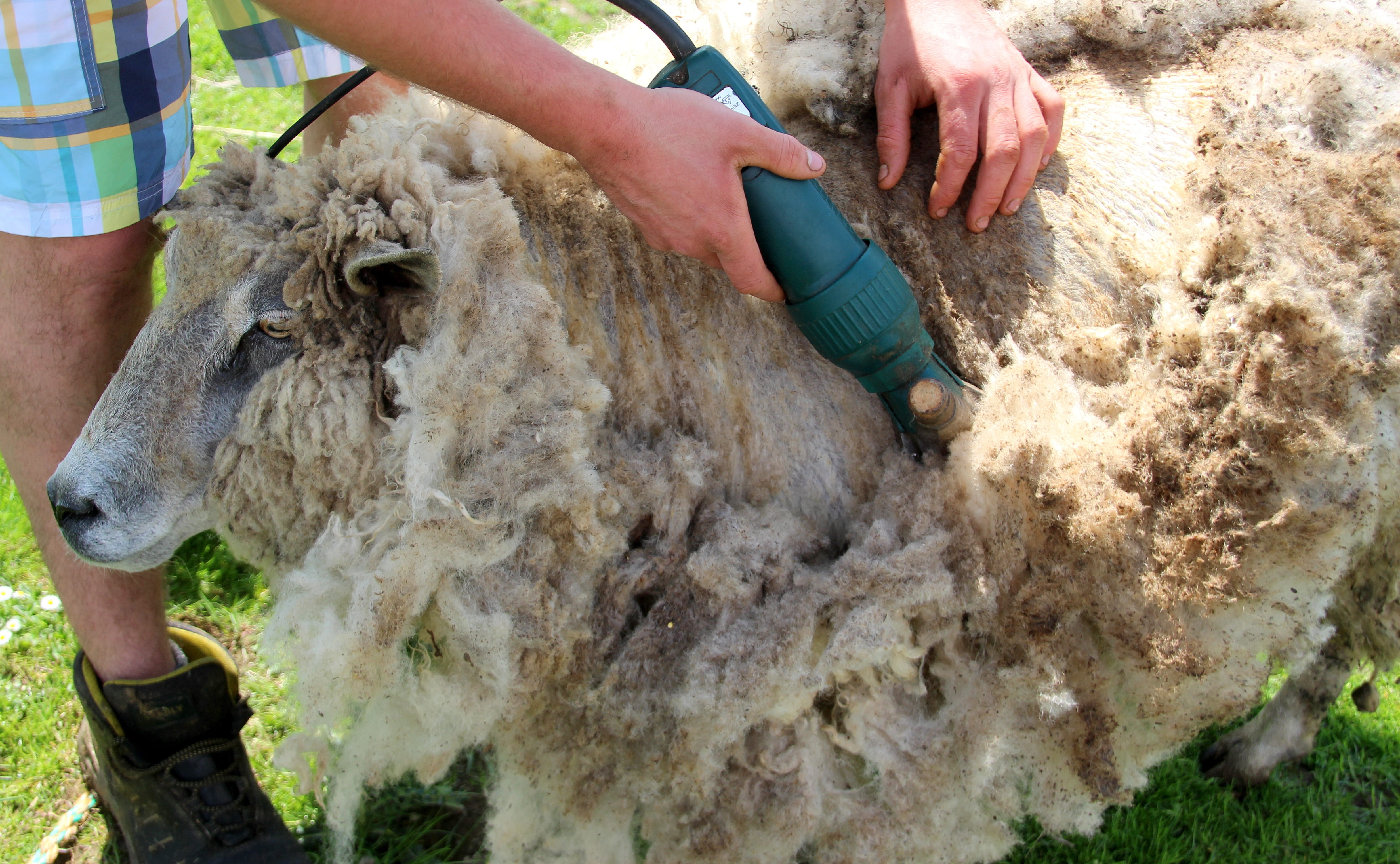 4K, real people, vertebrate, unrecognizable person, sheepskin, s, high angle view, hair, hand, domestic, mammal, day, sheeps wool, one animal, outdoors, HD Wallpaper