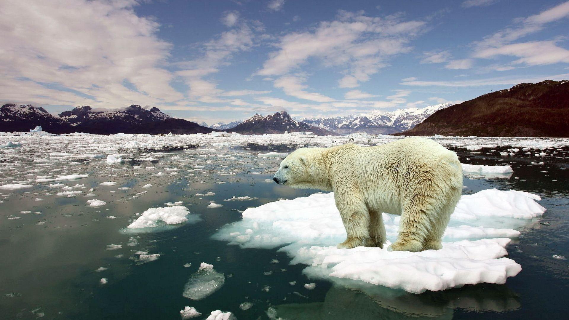 mountains, bear, global, 1080P, warming, clouds, animals, polar, HD Wallpaper