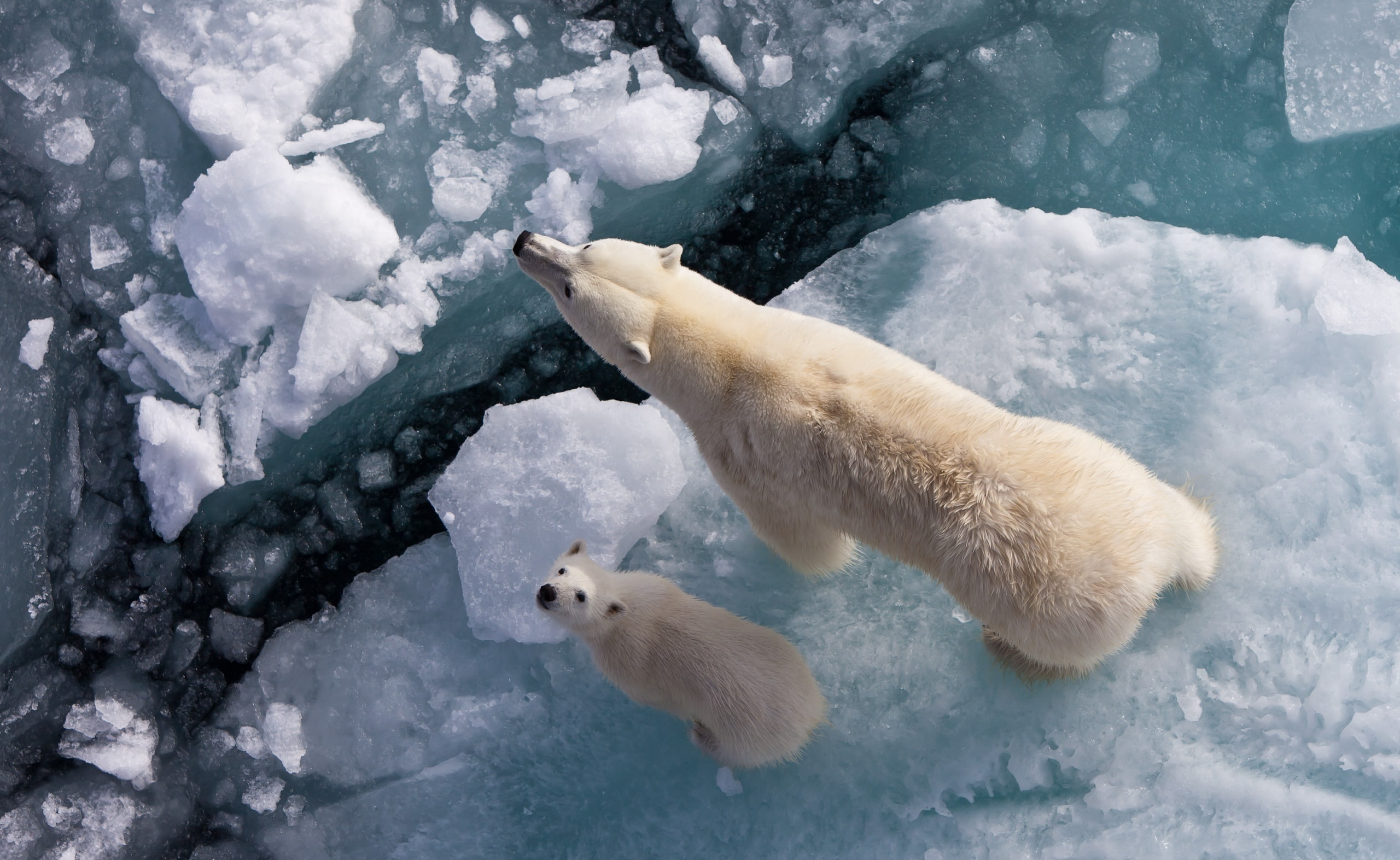 animal, no people, vertebrate, Global, Polar, snow, Bear, group of animals, Animals, polar bear, ice, frozen, 2K, nature, cup, winter, day, Wild, animals in the wild, HD Wallpaper