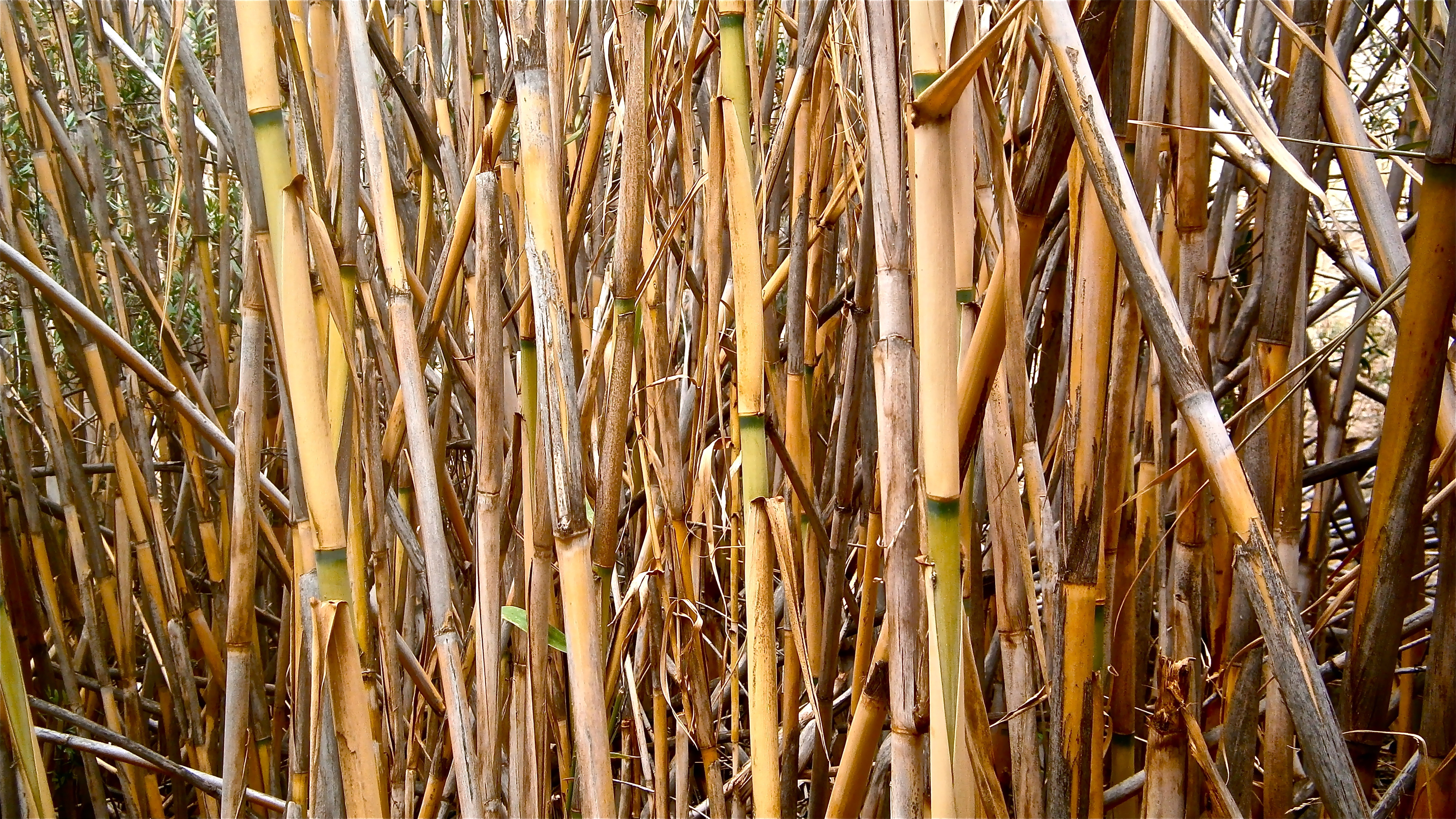 bamboo grove, wood - material, bamboo - plant, full frame, no people, growth, vegetable, nature, cattail, land, tree, stems cylindrical, botany, HD Wallpaper