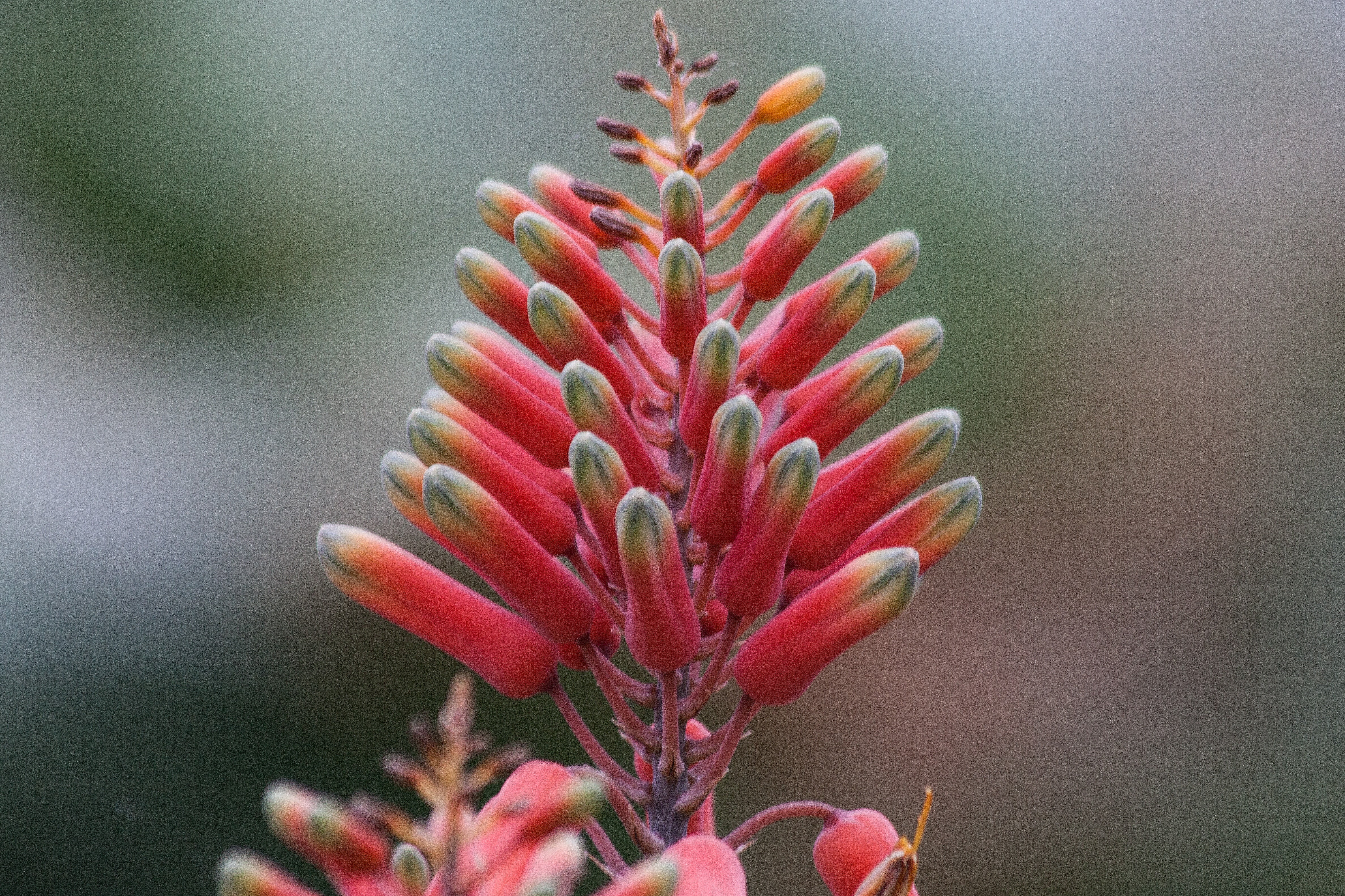 red, growth, yellow, flower, inflorescence, green, outdoors, botany, petal, grapes, flora, aloe megalacantha, subfamily, pink color, plant, vulnerability, HD Wallpaper