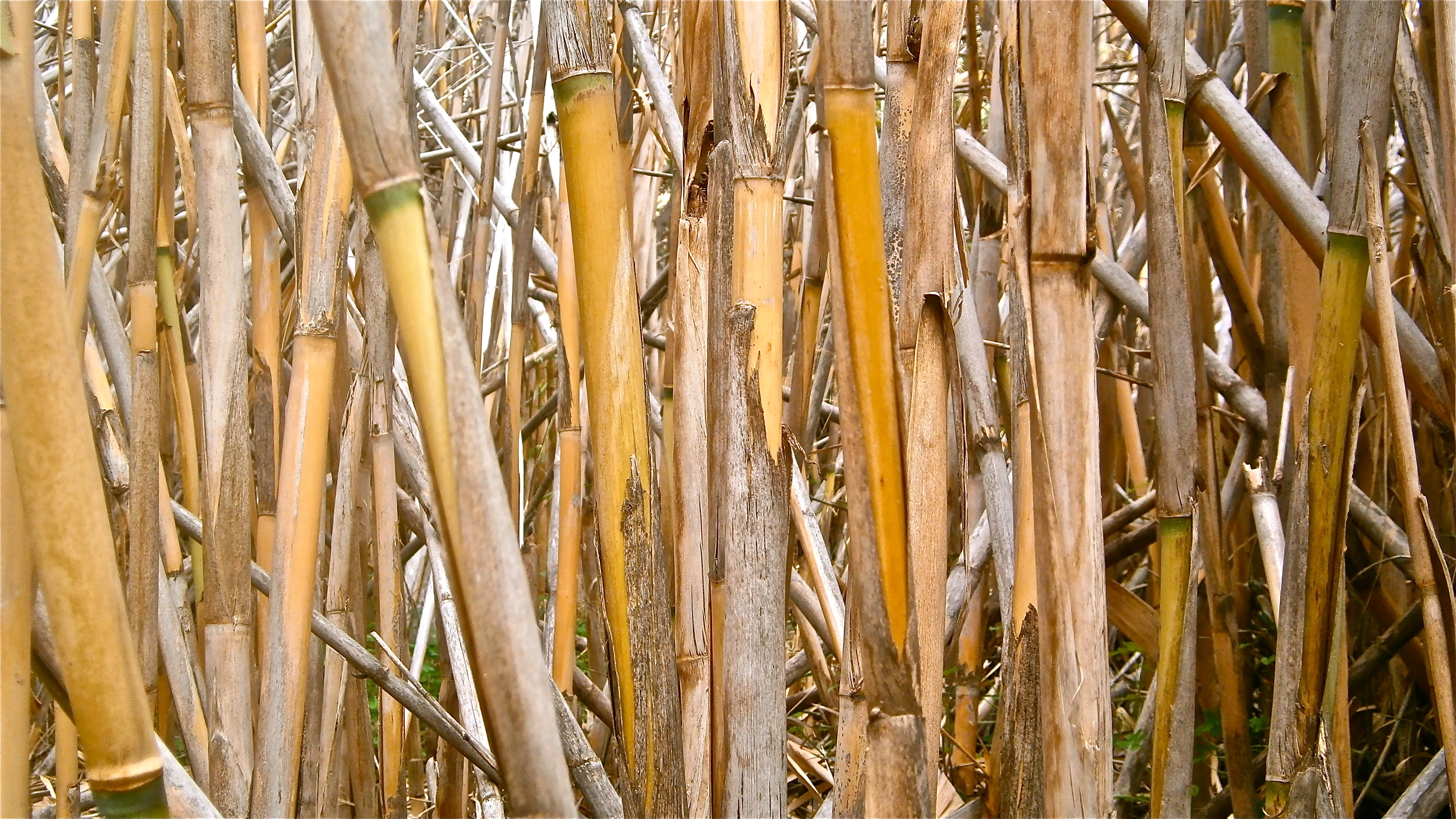 cane, outdoors, bamboo, backgrounds, wood - material, abundance, dry, stems cylindrical, tree, close-up, pattern, large group of objects, full frame, tree trunk, HD Wallpaper