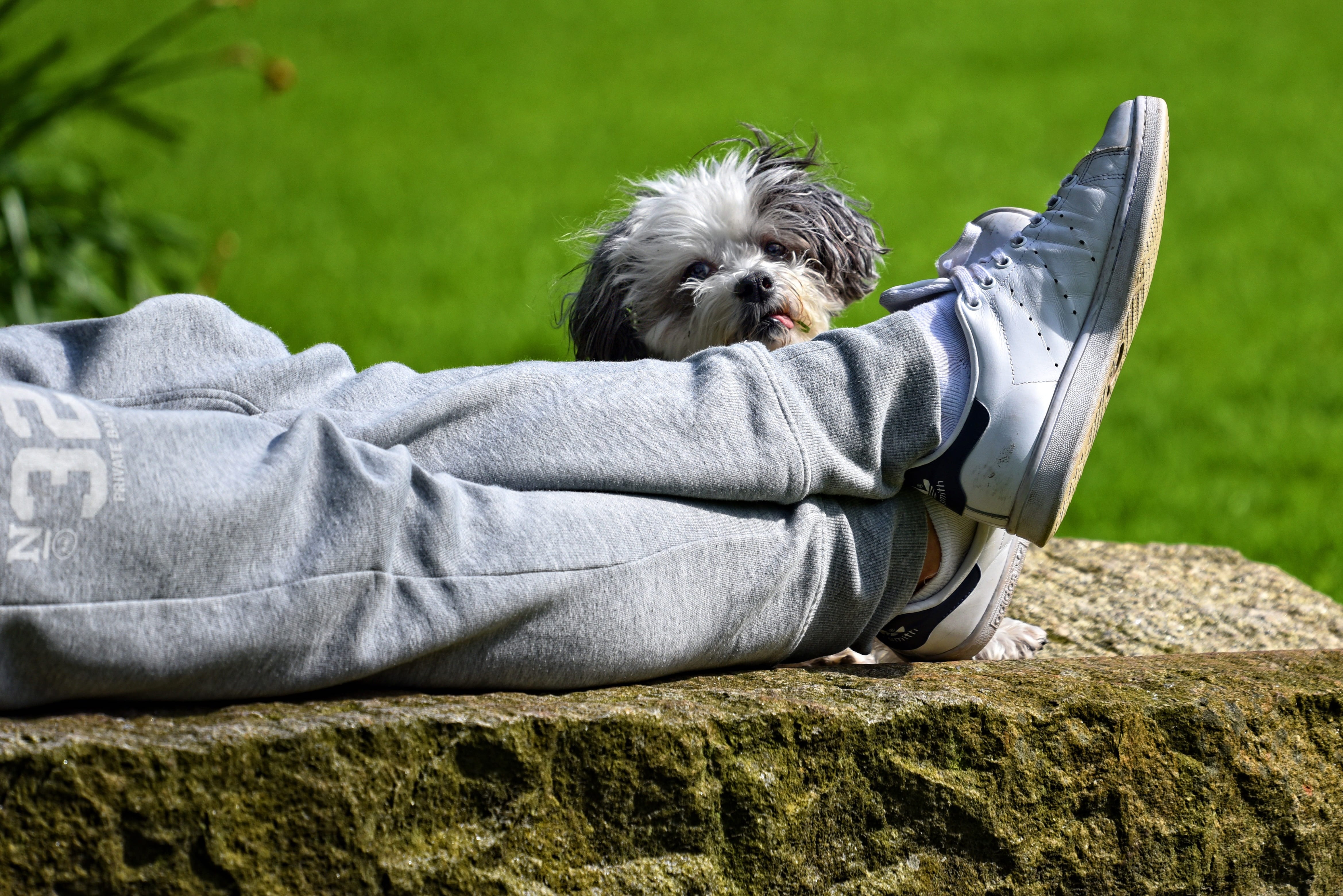 no people, day, one animal, puppy, sweatpants, small, relaxation, animal themes, wearing, person, grass, lawn, relaxing, canine, stretched, 4K, plant, HD Wallpaper
