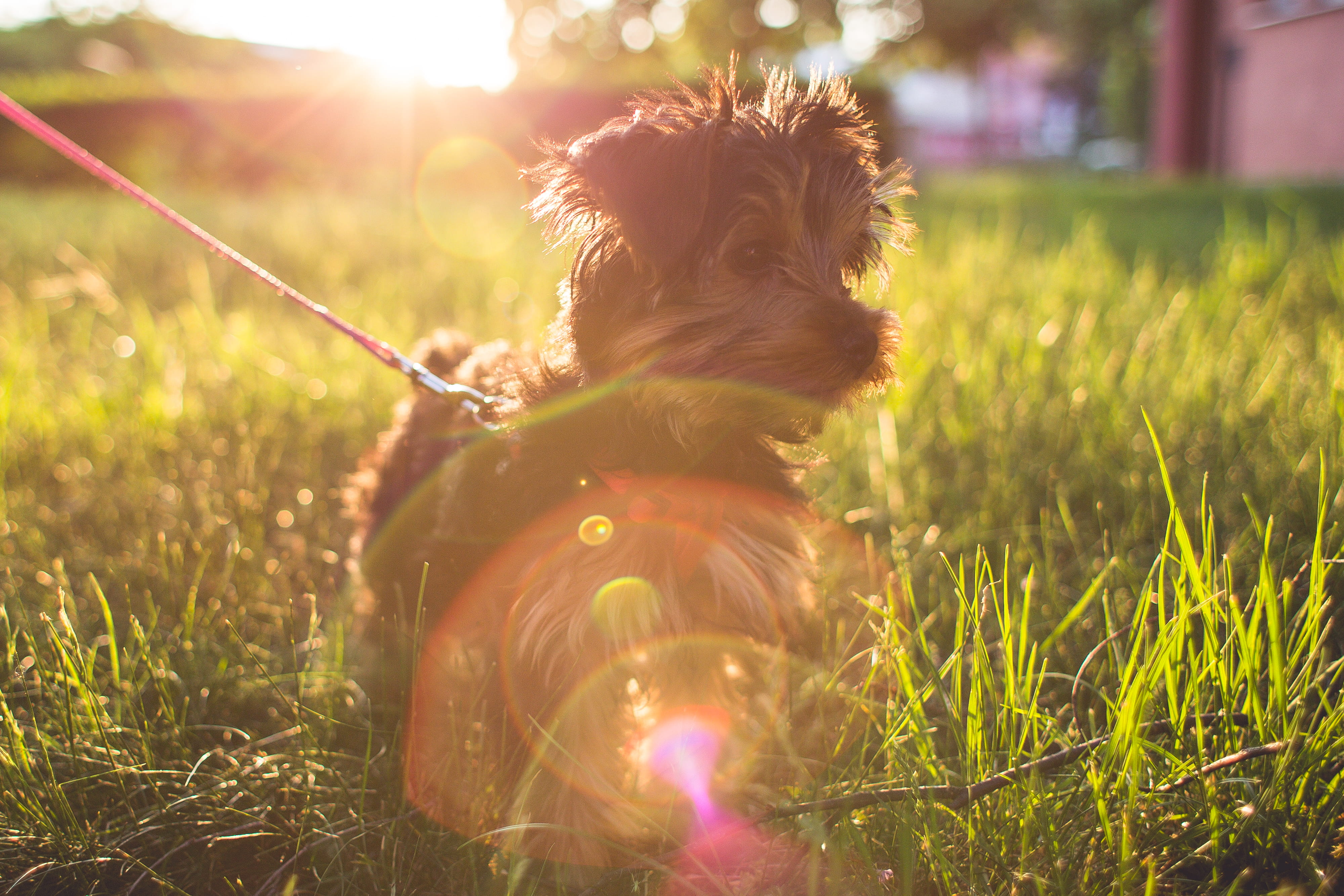 puppy, animal themes, animal, outdoors, sunset, day, playful, one animal, Yorkshire Terrier, mammal, canine, dogs, Grass, field, nature, small, dog, park - Man Made Space, HD Wallpaper