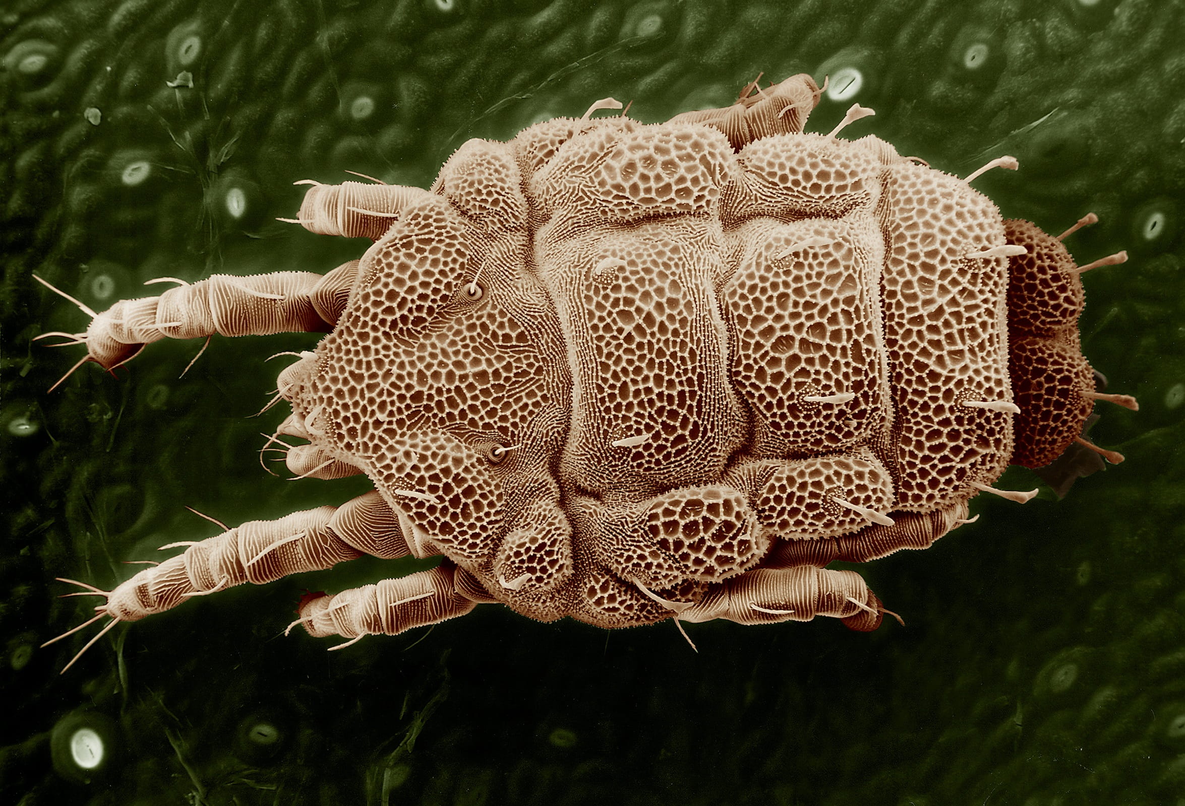 Macro, mushroom, Yellow Mite, invertebrate, animal wildlife, parasite, insect, top view, pattern, spotted, animal themes, magnified, beauty in nature, close-up, HD Wallpaper