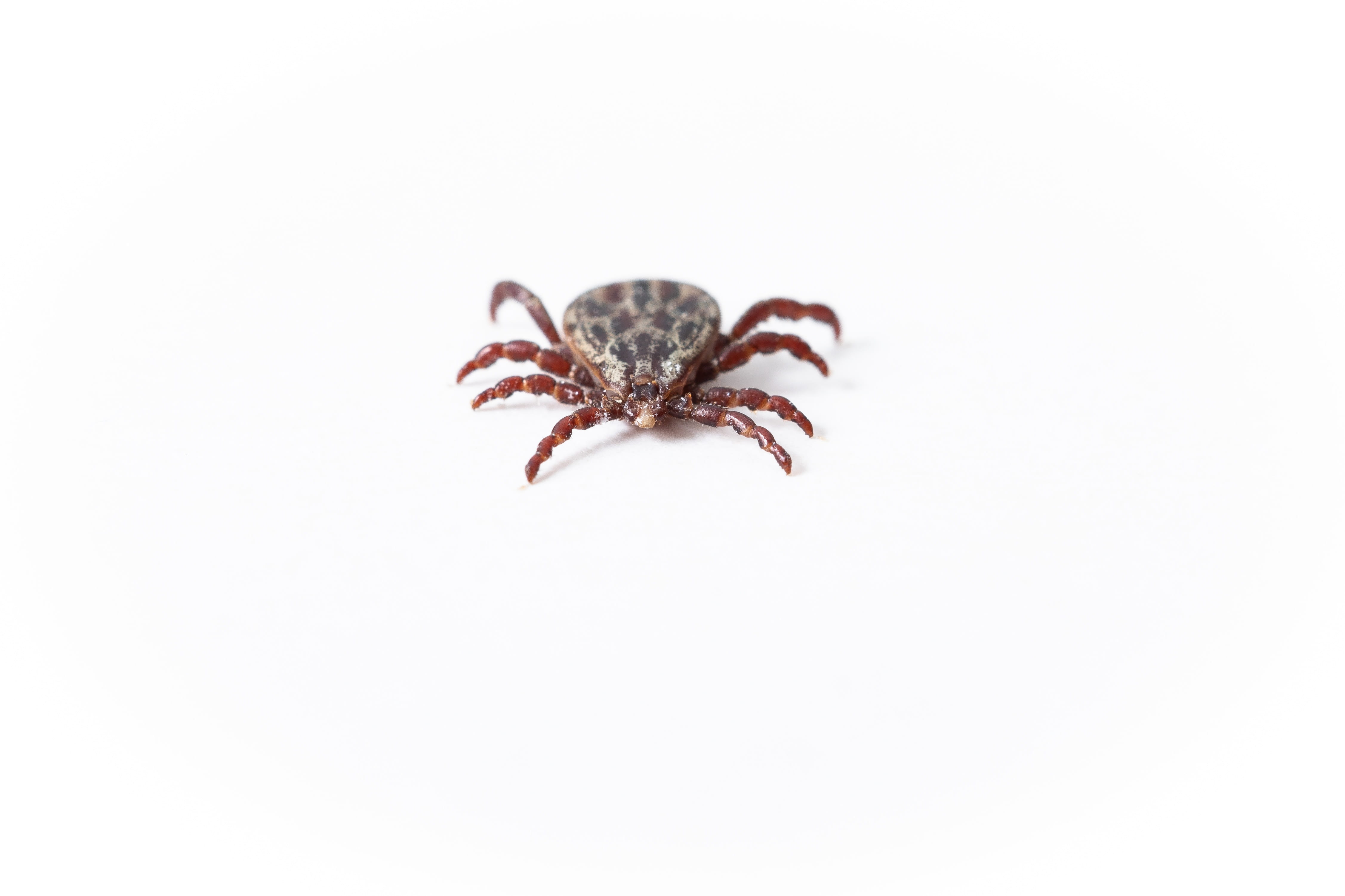 health risk, no people, common wood bock, tick protection, lyme disease risk, lice, 4K, pathogen, full length, disgust, blood, tbe, animal body part, copy space, HD Wallpaper