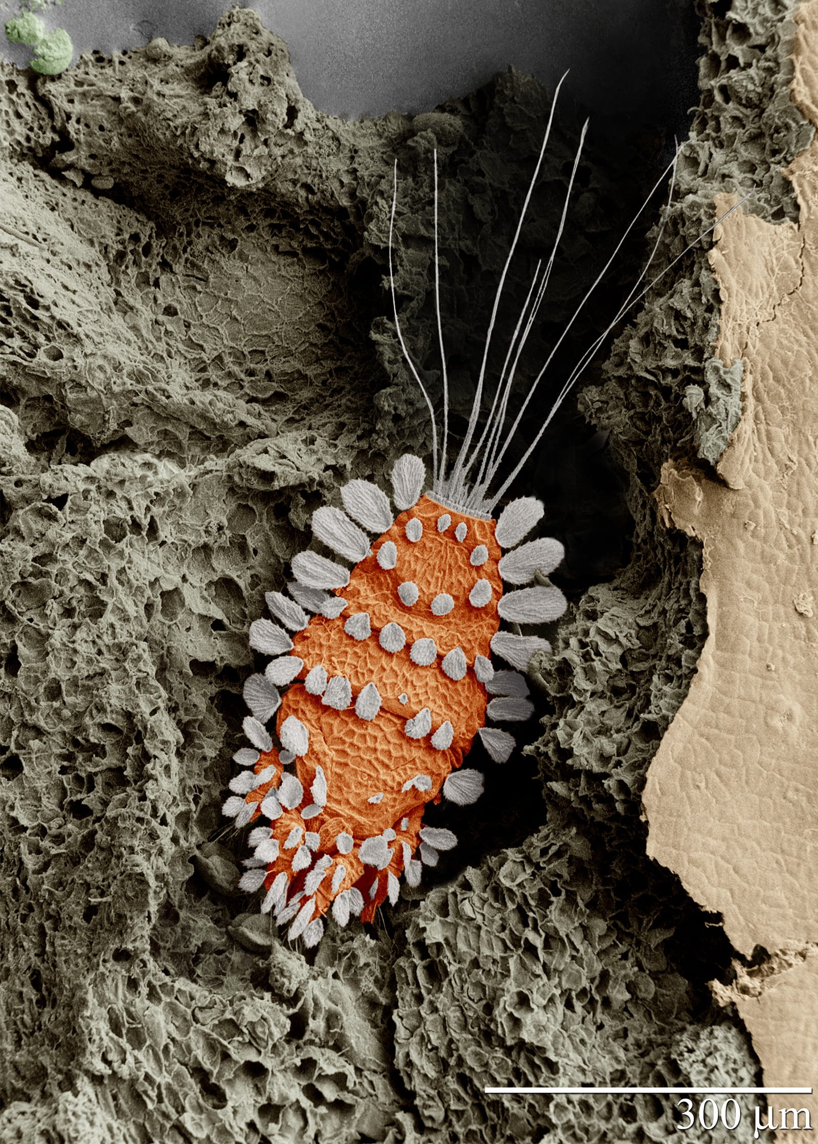 nature, crustacean, close-up, sea, coral, electron micrograph, beauty in nature, orange, growth, arthropoda, 1080P, parasite, animal themes, arachnida, Phone HD Wallpaper