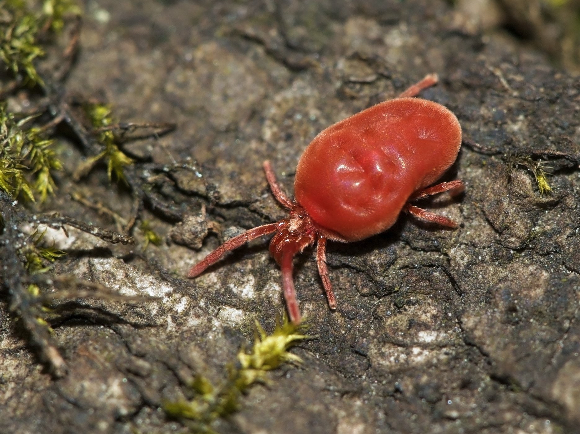 Animal, 720P, Mite, HD Wallpaper