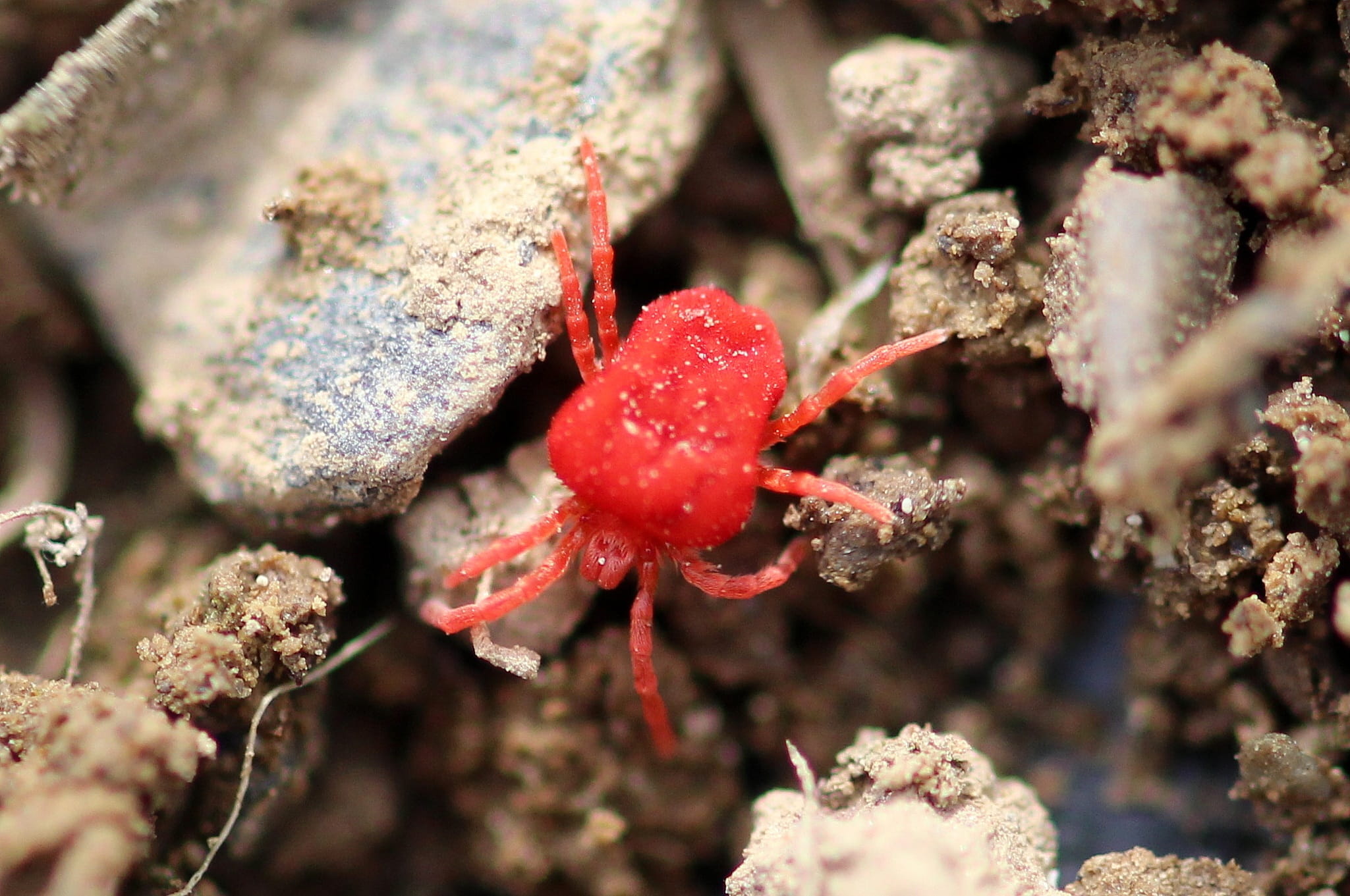 fruit, cold temperature, animal, trombidium holosericeum, in the garden, high angle view, mite, day, no people, beauty in nature, macro, earth, frozen, HD Wallpaper
