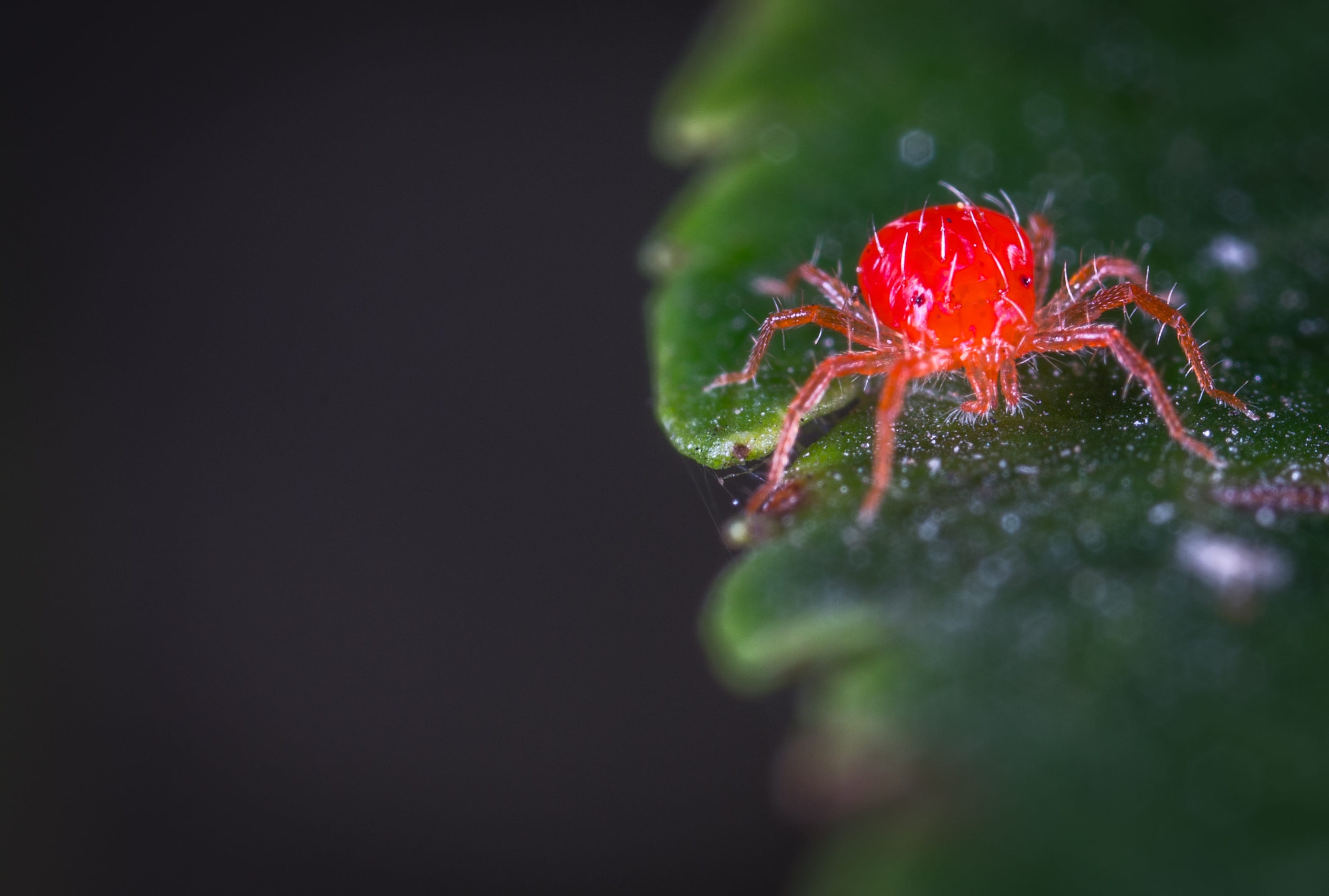 vulnerability, krasnoselka, studio shot, macro, strawberry, bespozvonochnoe, beauty in nature, a spider-like insect, nature, 2K, selective focus, freshness, HD Wallpaper