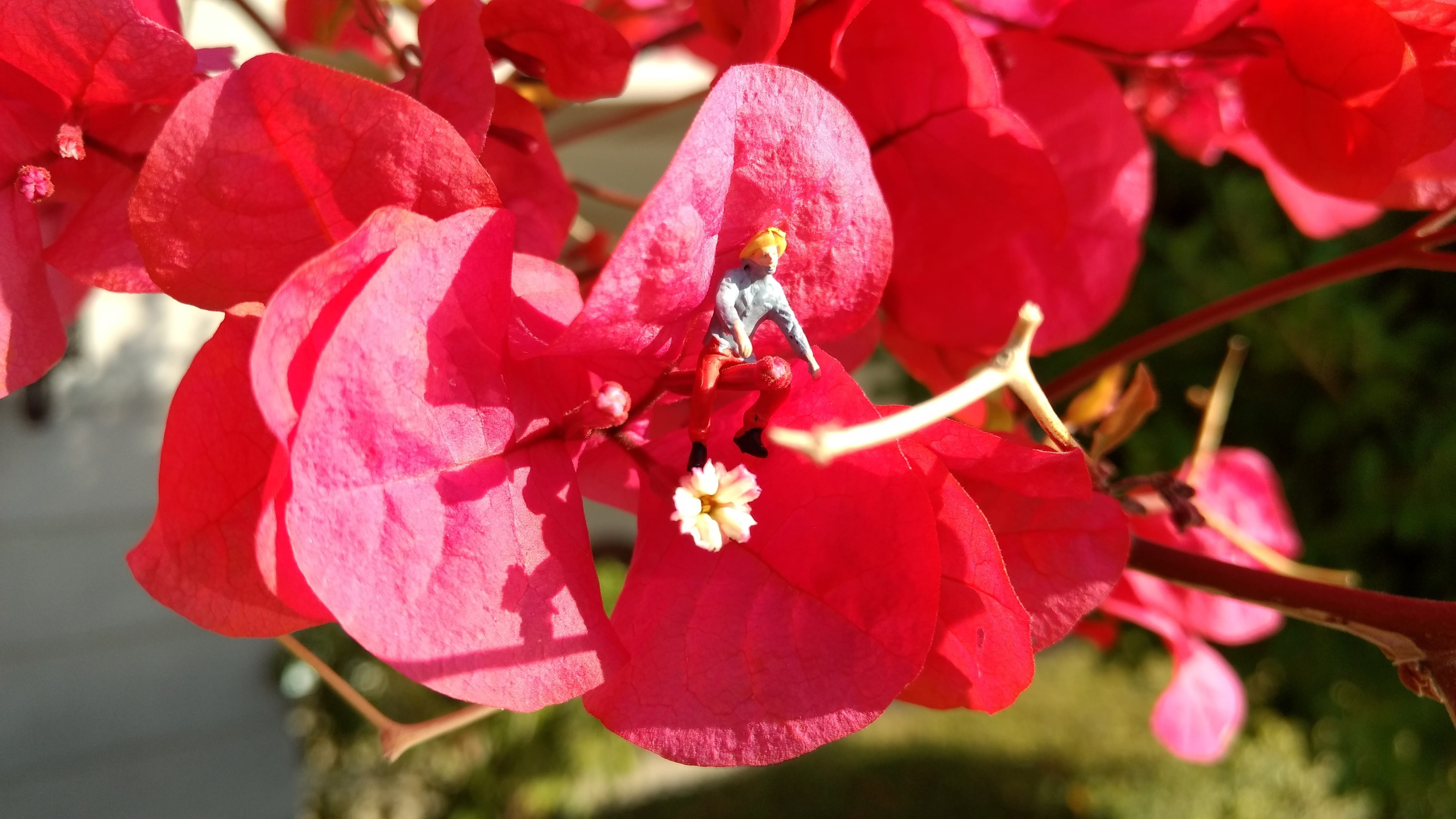botany, miniature world, reiter, springtime, focus on foreground, day, bee pollen, red, colorful, 1 87, nature, h0, funny, pollen, spring, bloom, model construction figure, HD Wallpaper