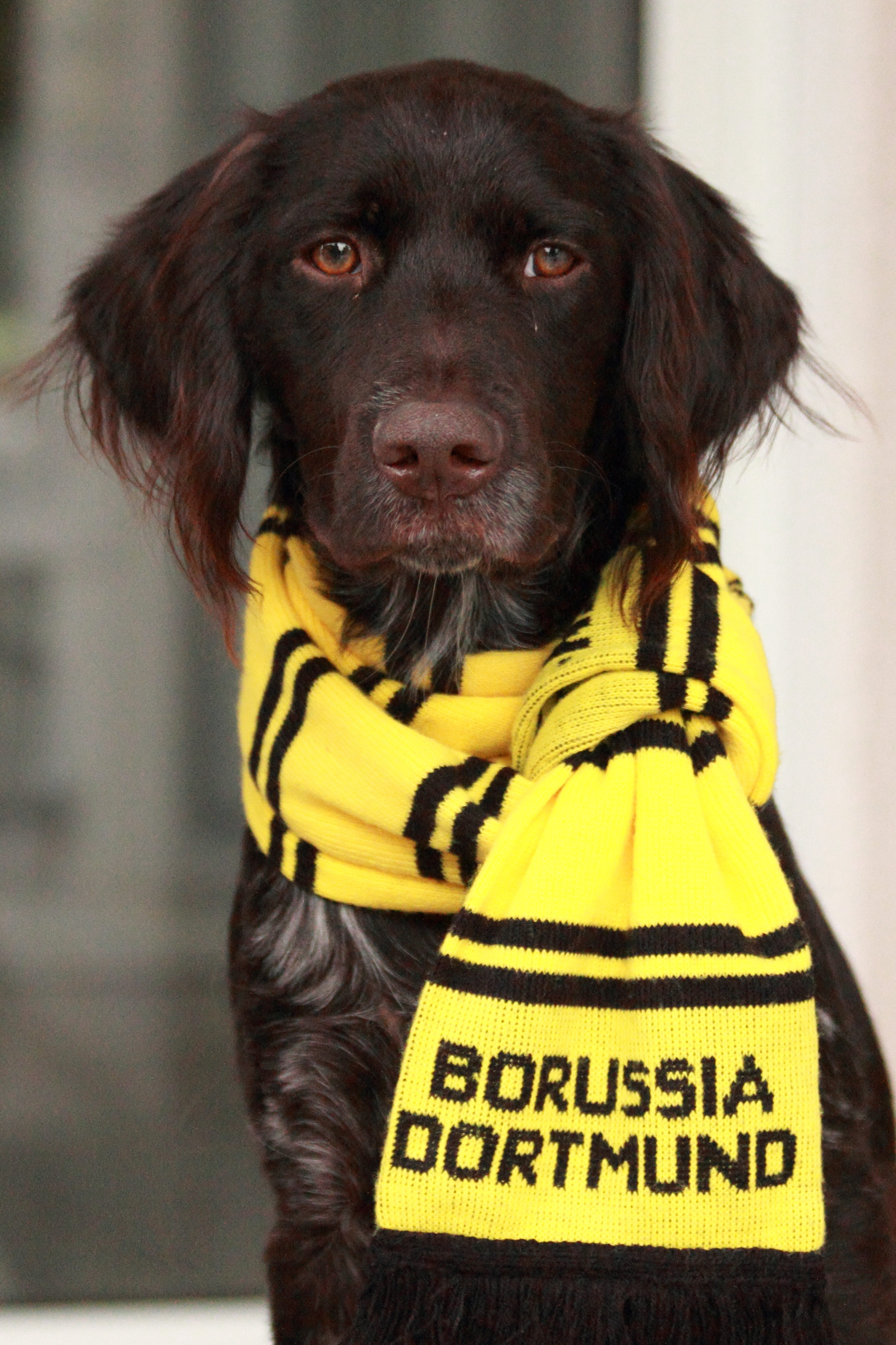 western script, black, striped, one animal, communication, clothing, domestic, dortmund, pets, yellow wall, bvb, dog, animal head, text, no people, small münsterländer, Phone HD Wallpaper