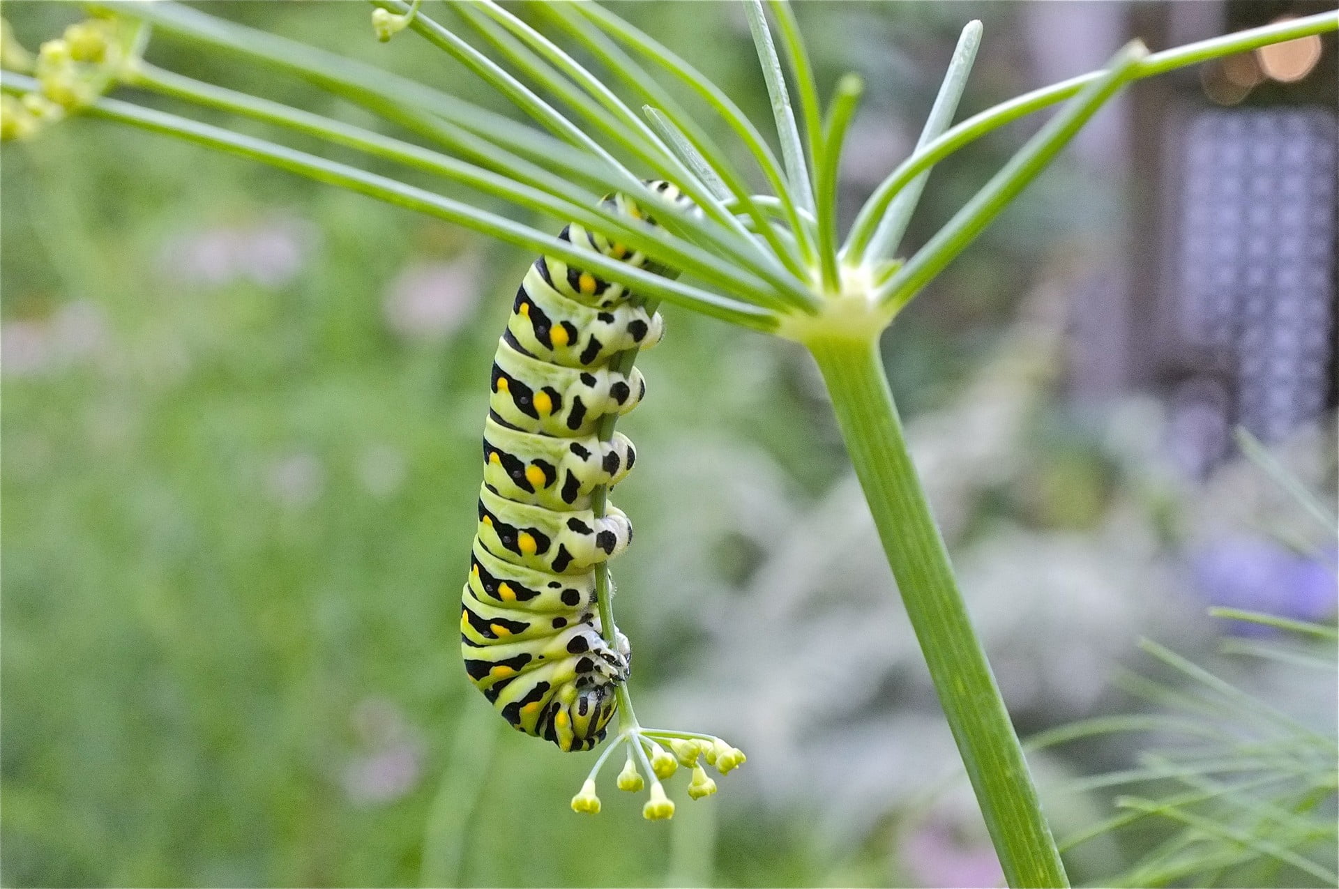 animal themes, invertebrate, outdoors, nature, animal, caterpillars, butterfly - insect, no people, 1080P, flower, focus on foreground, day, beauty in nature, HD Wallpaper