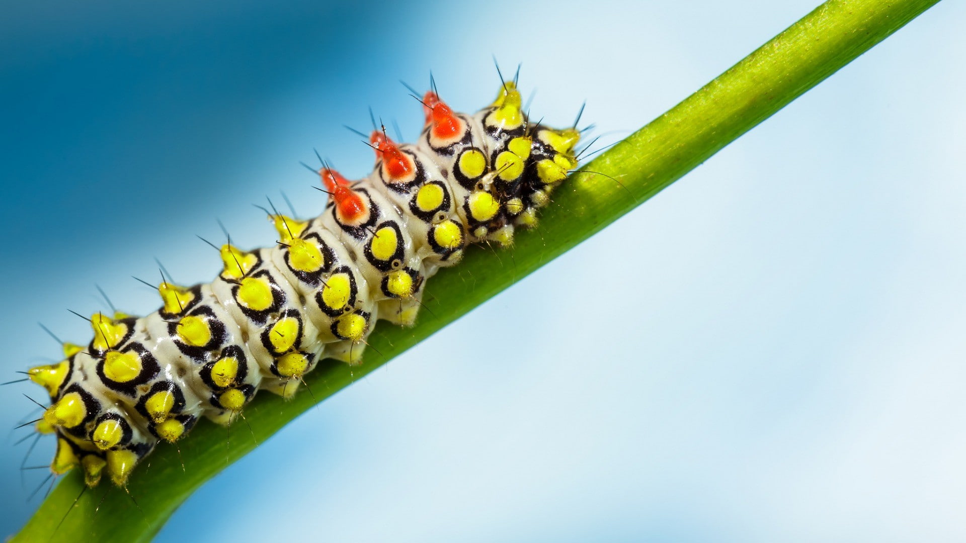 caterpillars, 1080P, HD Wallpaper