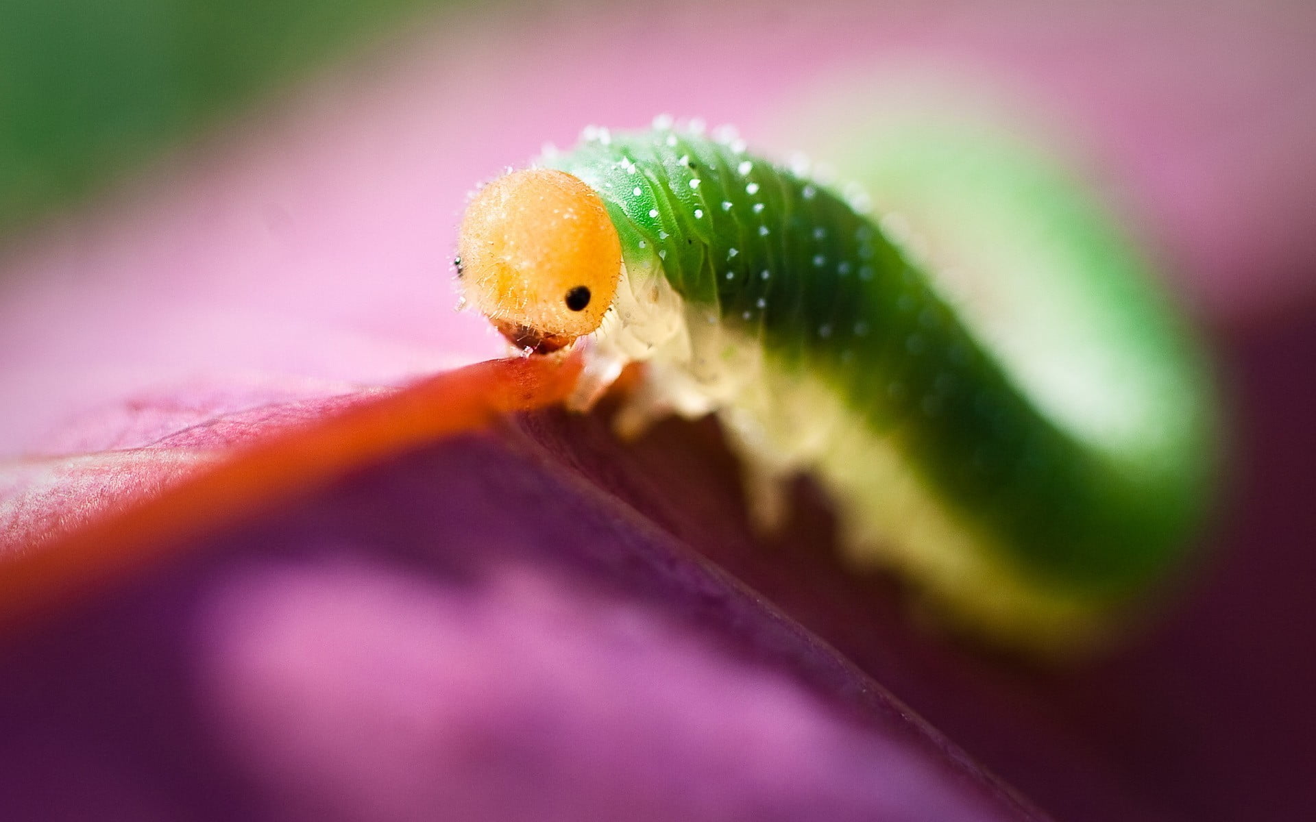 close-up, invertebrate, outdoors, one Animal, animals in the wild, animal head, wildlife, animal wildlife, nature, no people, animals, animal, selective focus, HD Wallpaper
