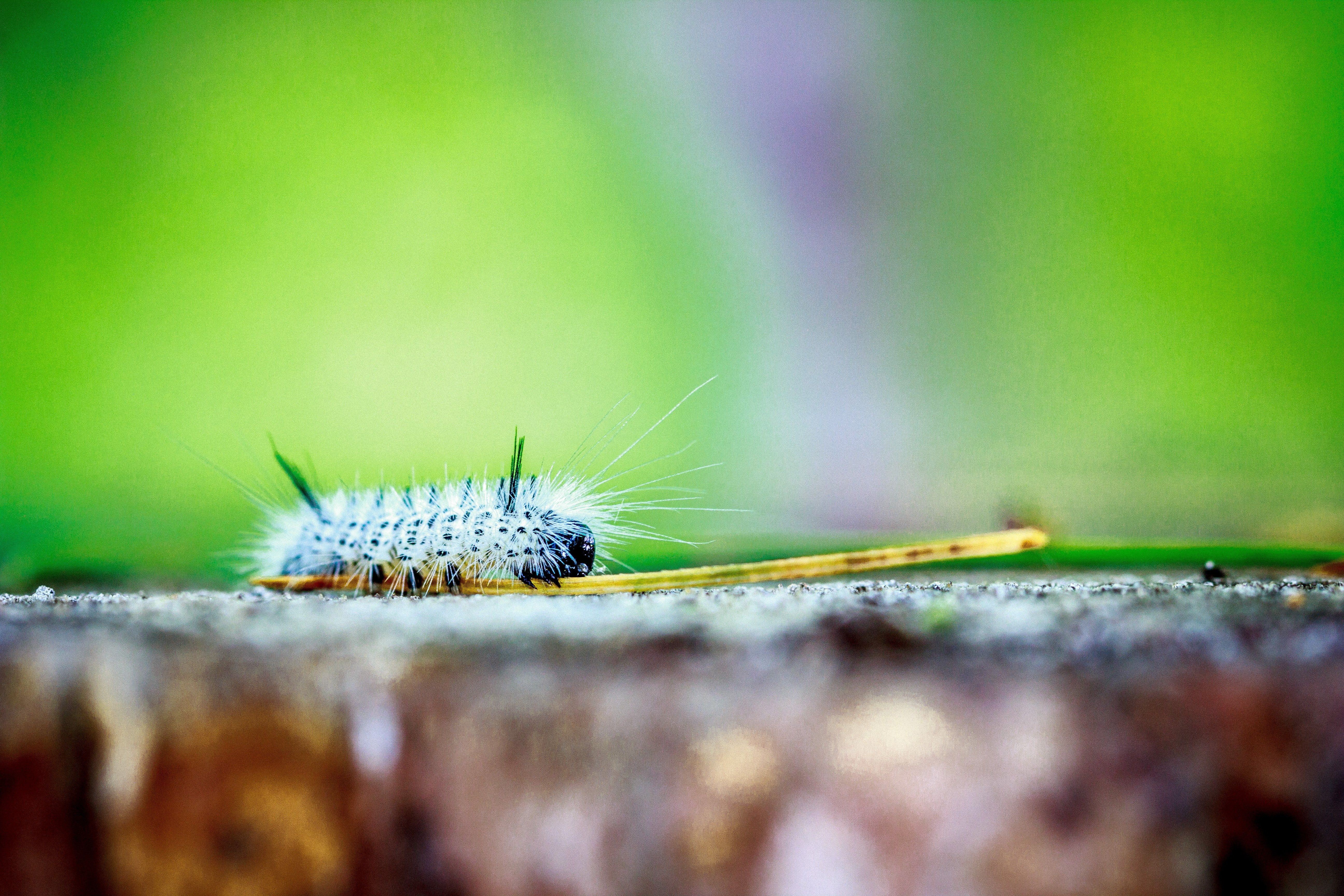 5K, caterpillars, macro, HD Wallpaper