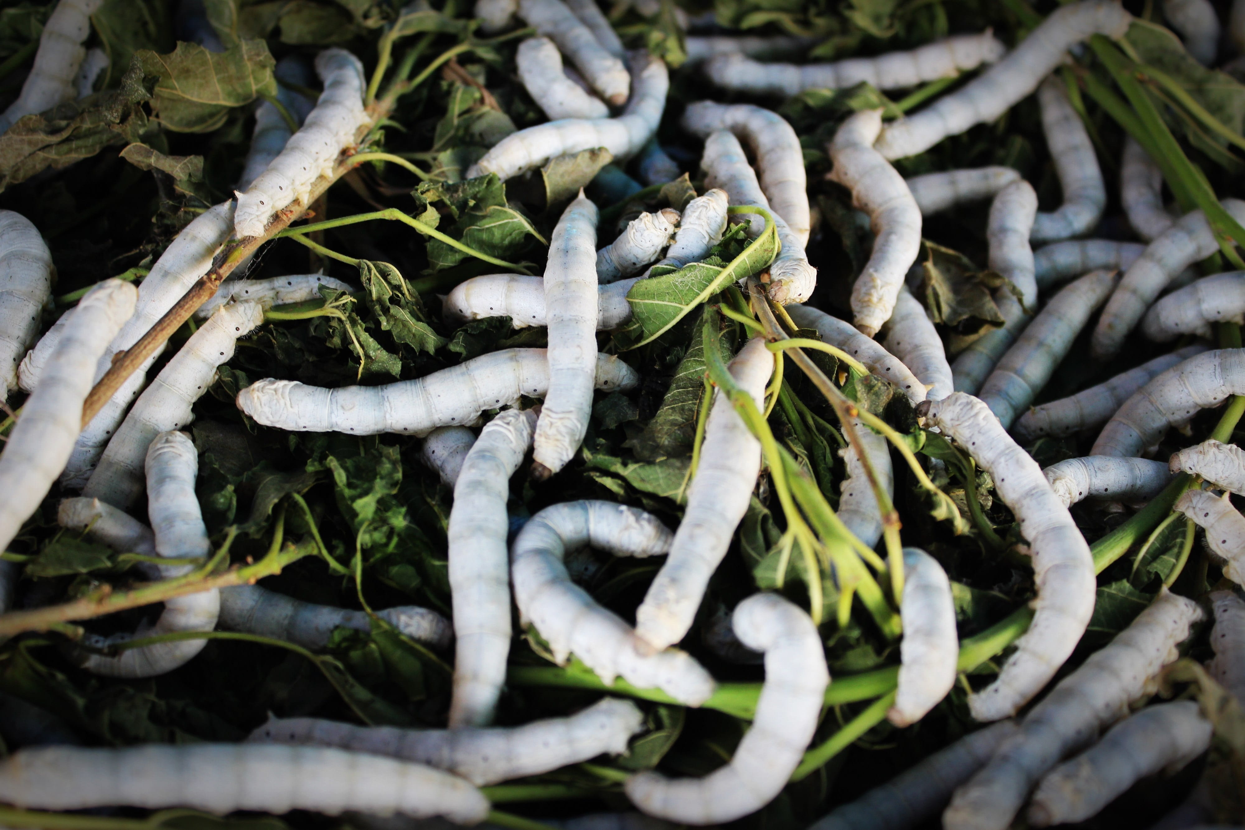 plant, fabric, close-up, sericulture, animal, abundance, many, no people, green color, fiber, eat, green, cocoon, agriculture, plant part, breeding, leave, HD Wallpaper